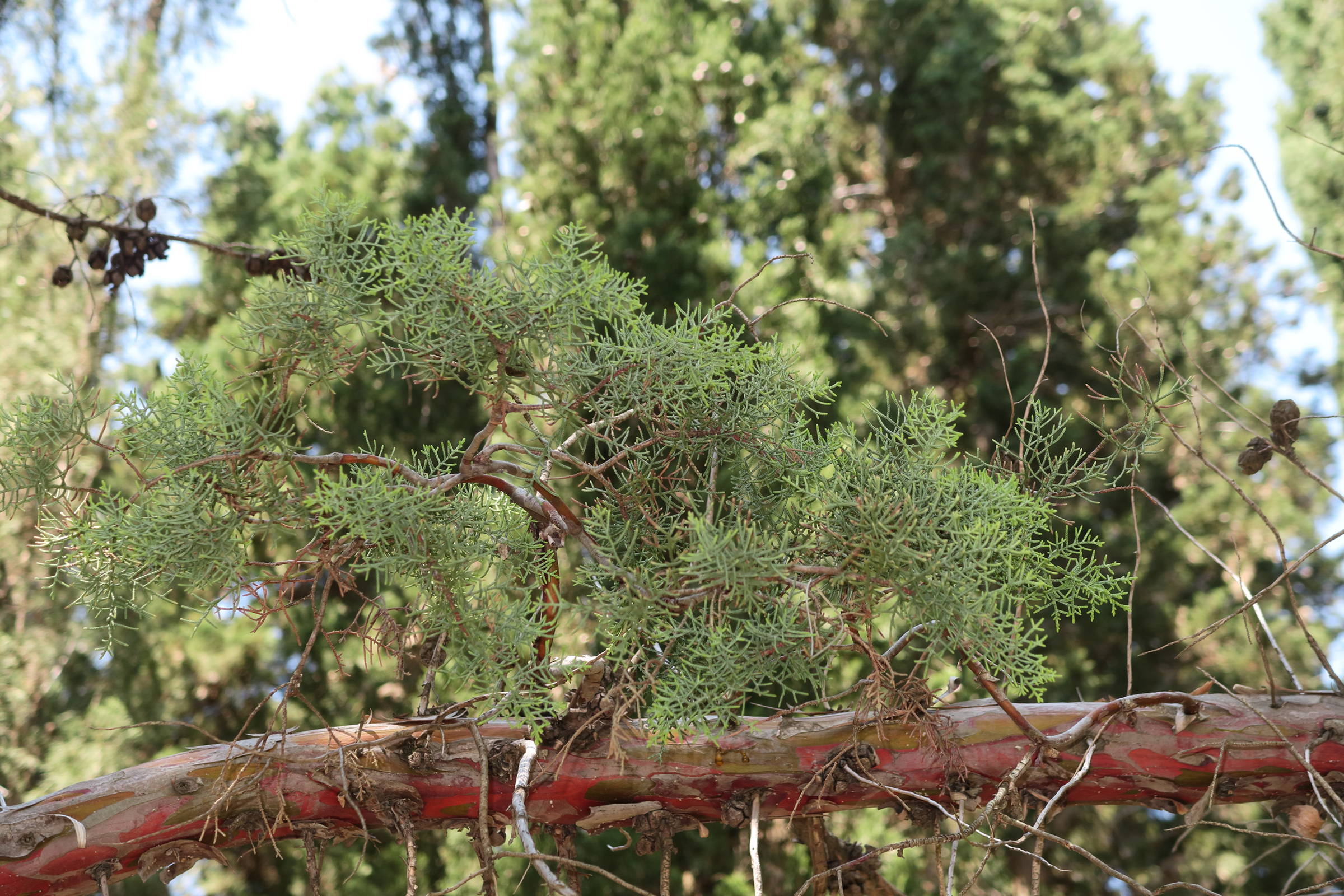 Afficher le média cupressus_arizonica1md cupressus_arizonica1md