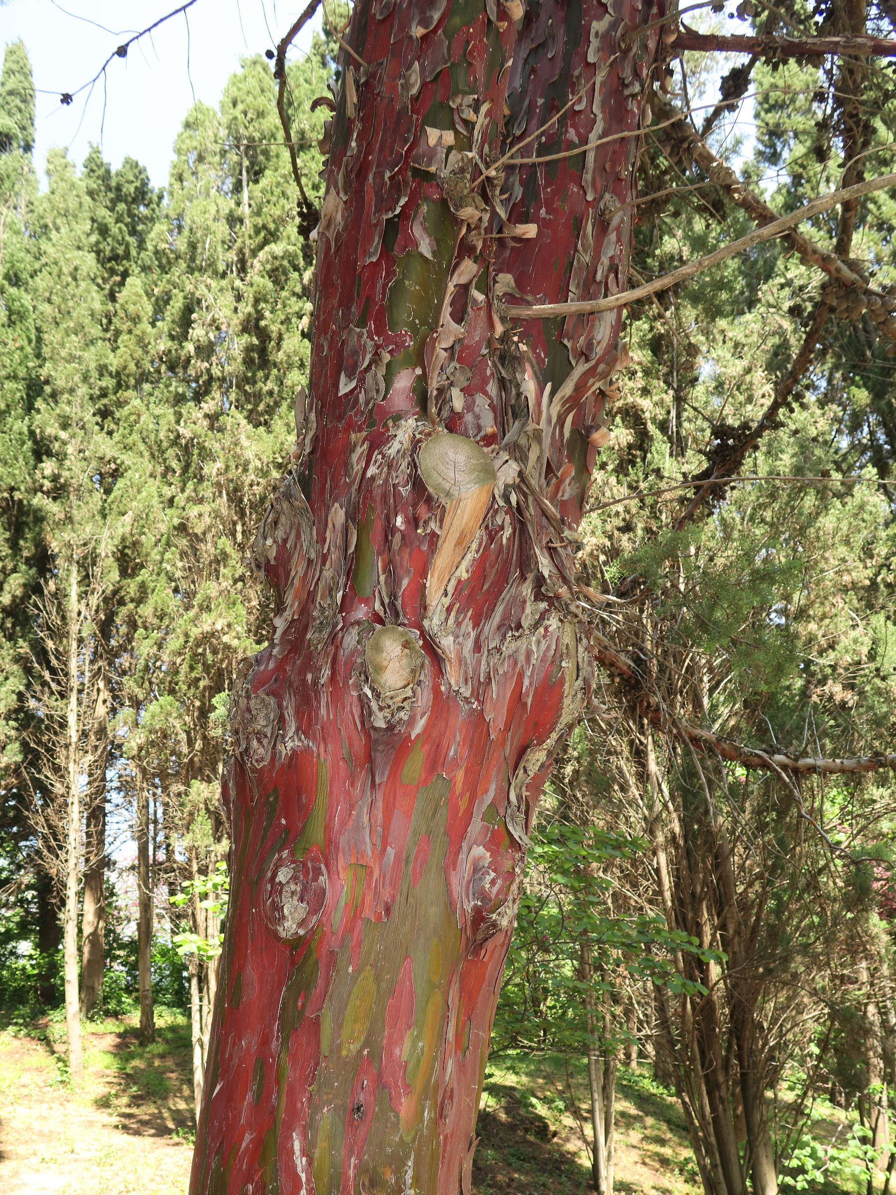 Afficher le média cupressus_arizonica2md cupressus_arizonica2md