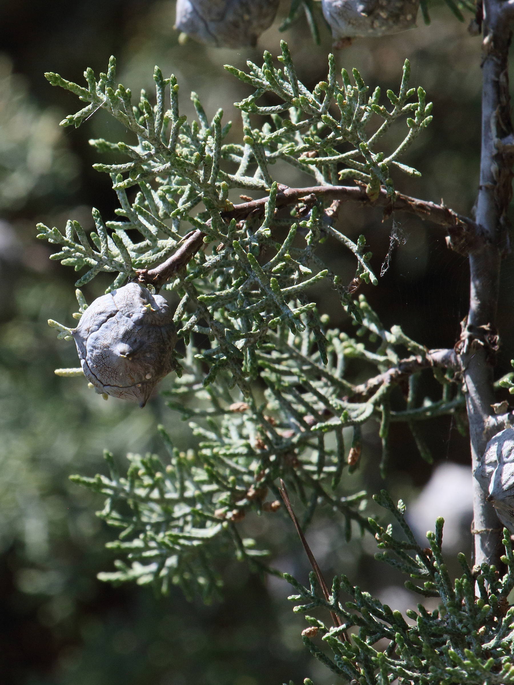 Afficher le média cupressus_arizonica3bd cupressus_arizonica3bd