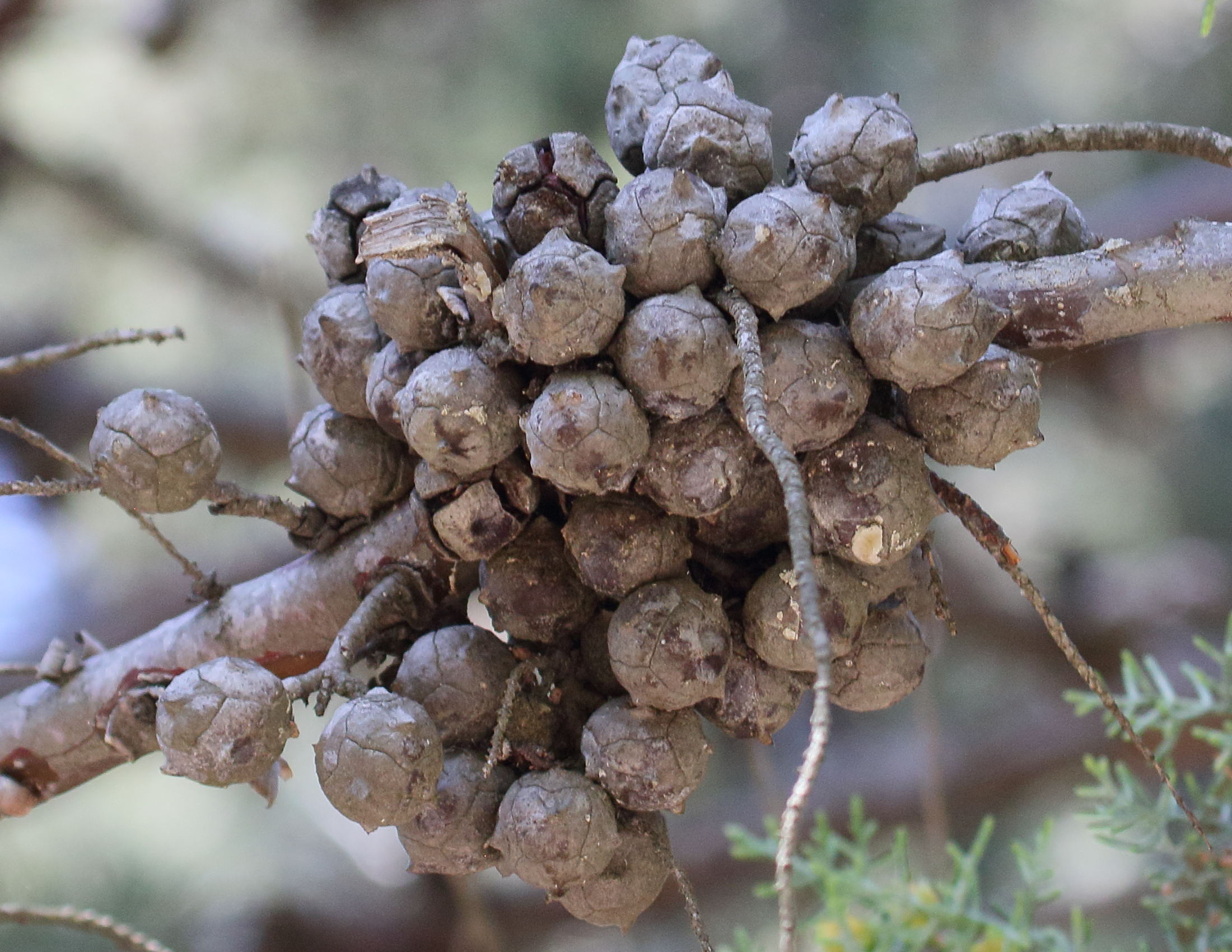 Afficher le média cupressus_arizonica4bd cupressus_arizonica4bd