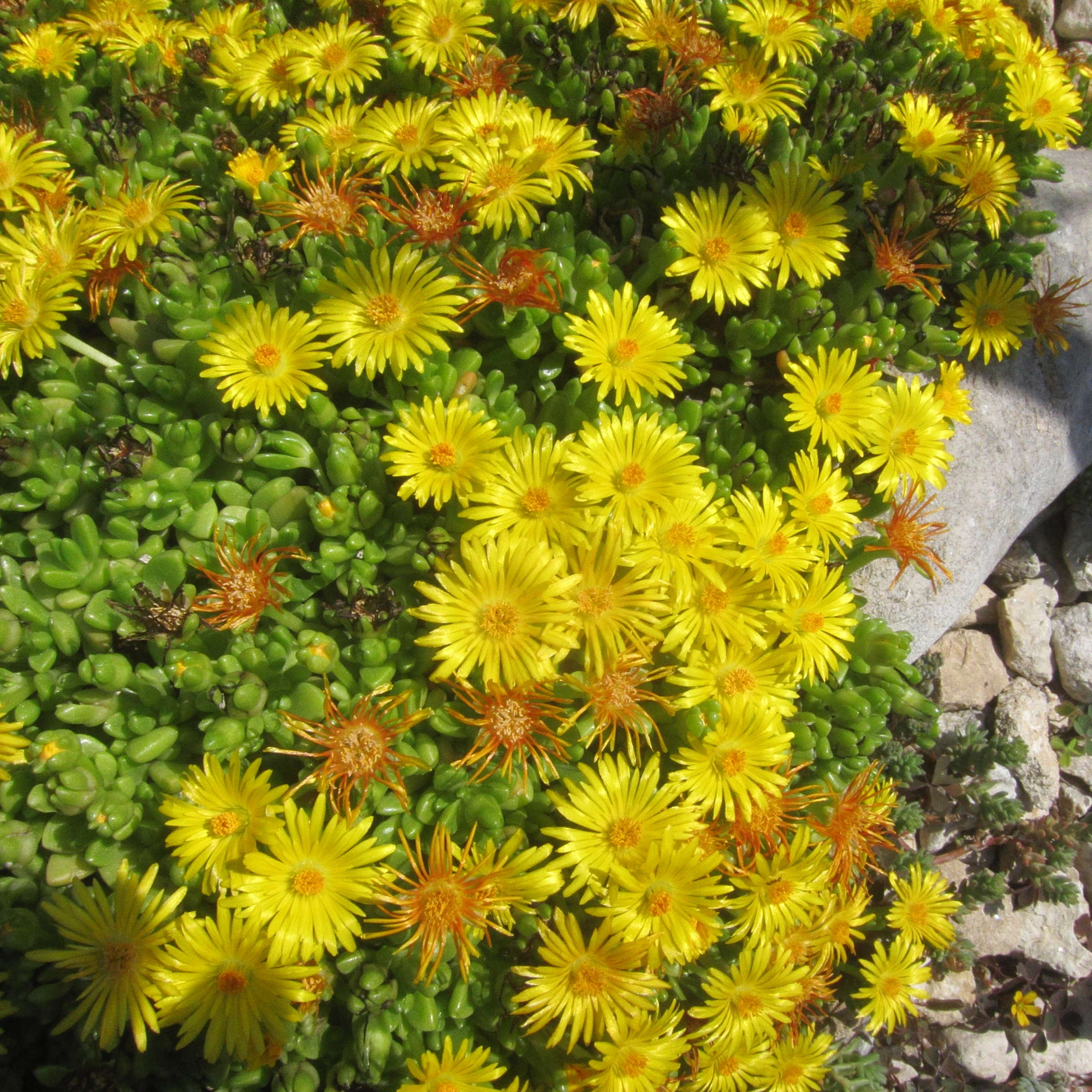 Afficher le média delosperma_nubigenum1bd delosperma_nubigenum1bd