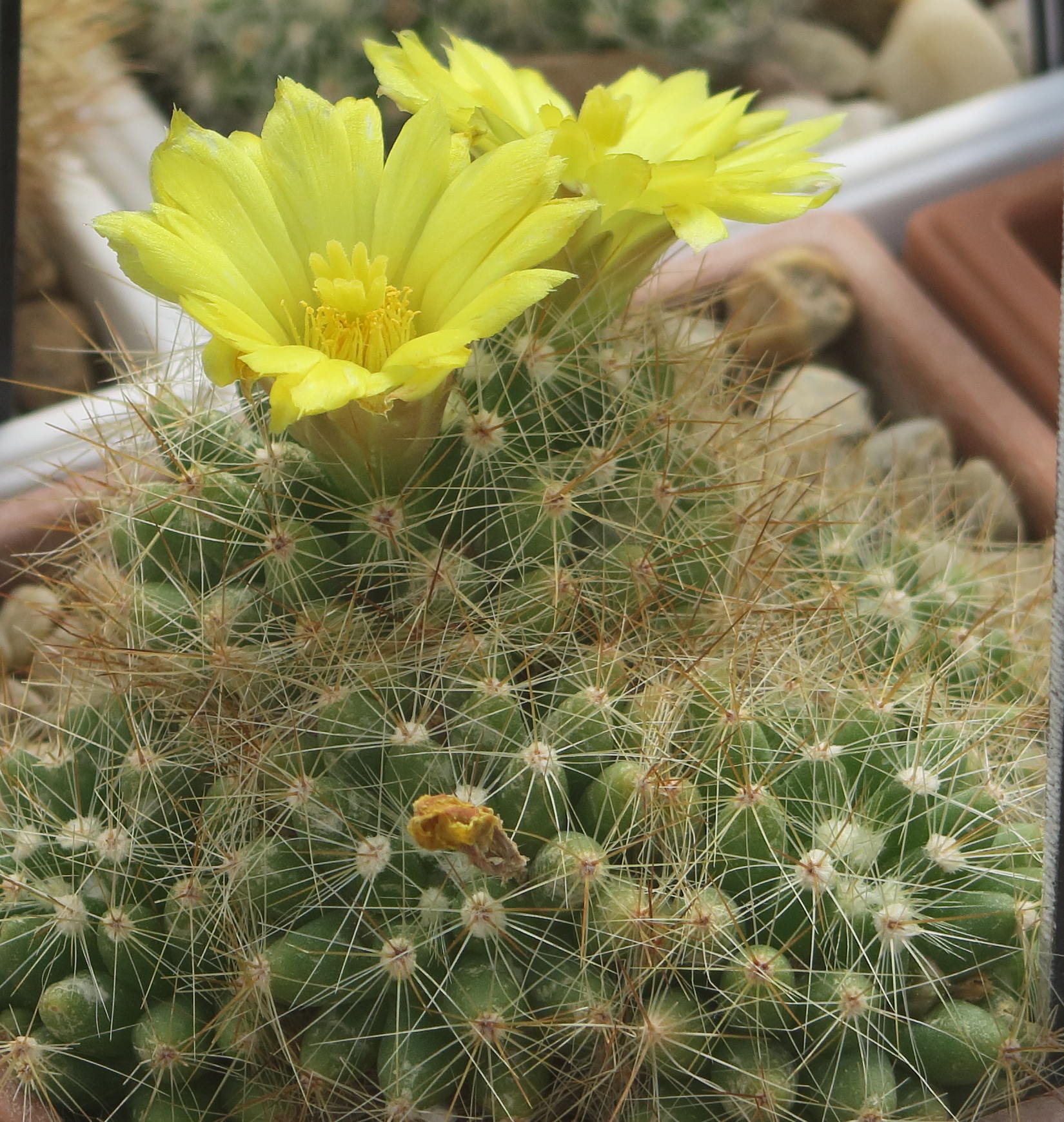 Afficher le média dolichothele_sphaerica1md dolichothele_sphaerica1md