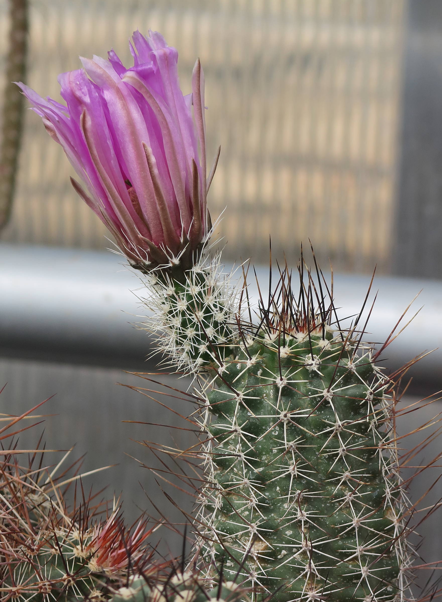 echinocereus_fendleri_rectispinus1md