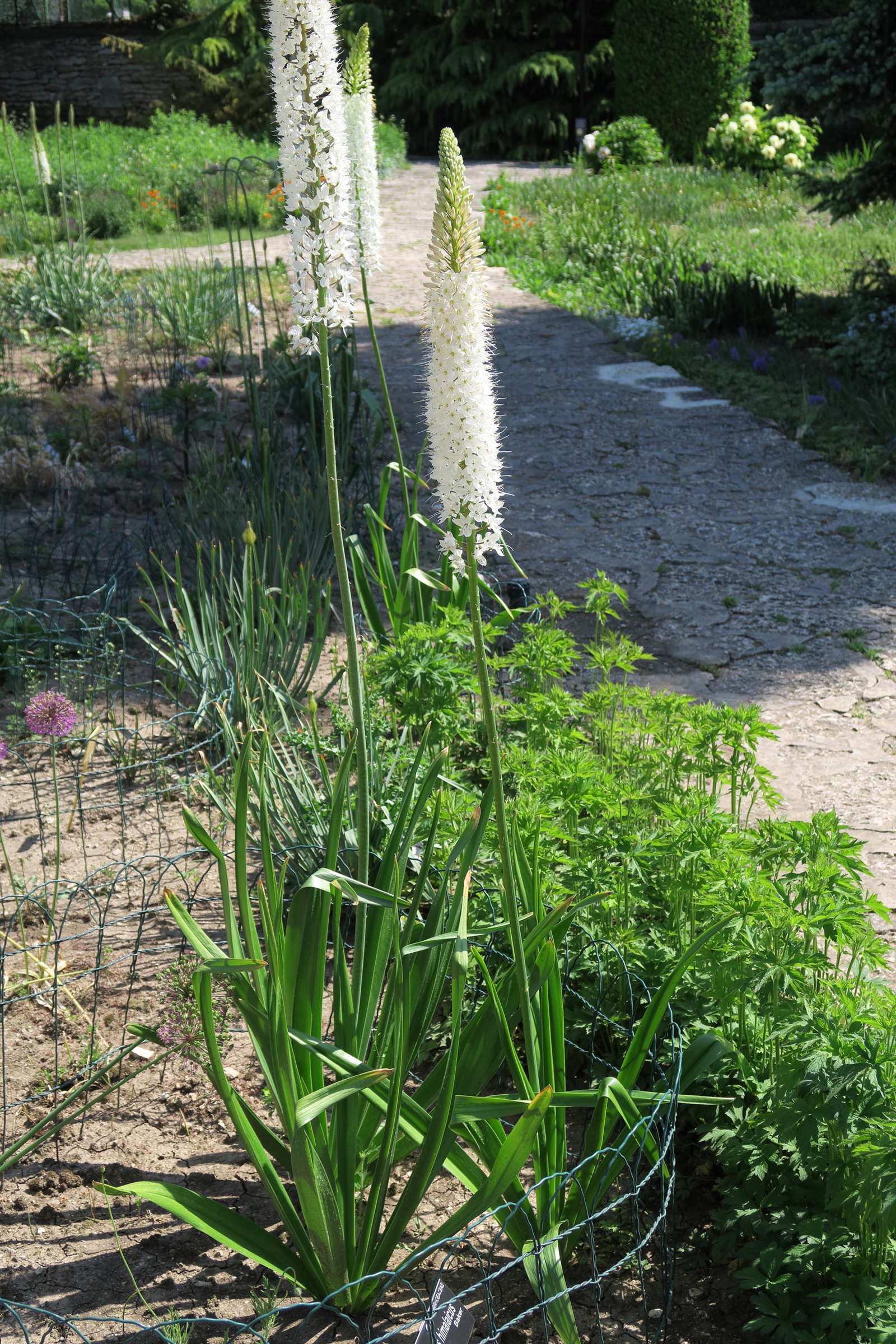 eremurus_himalaicus1md