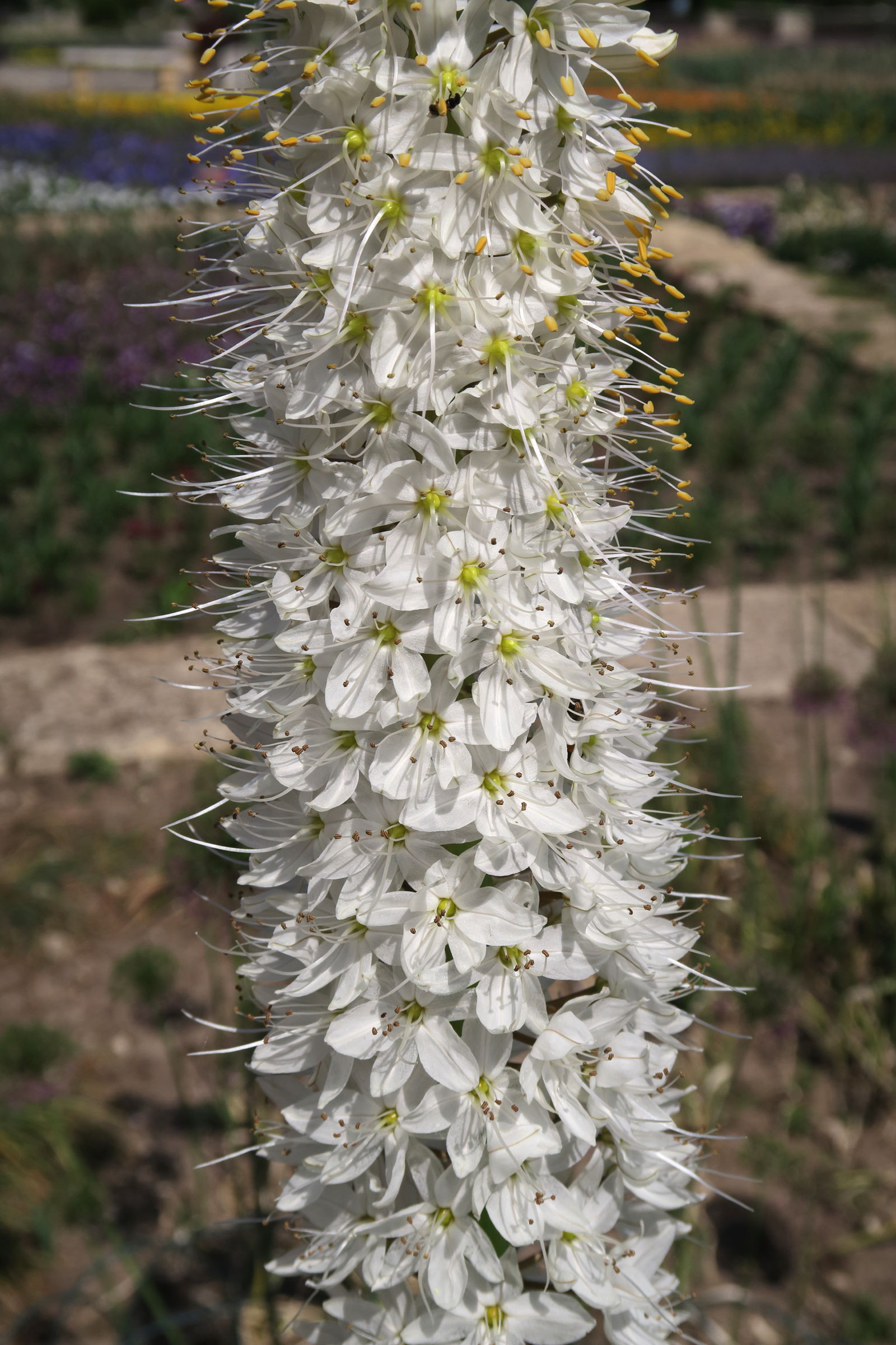eremurus_himalaicus2md