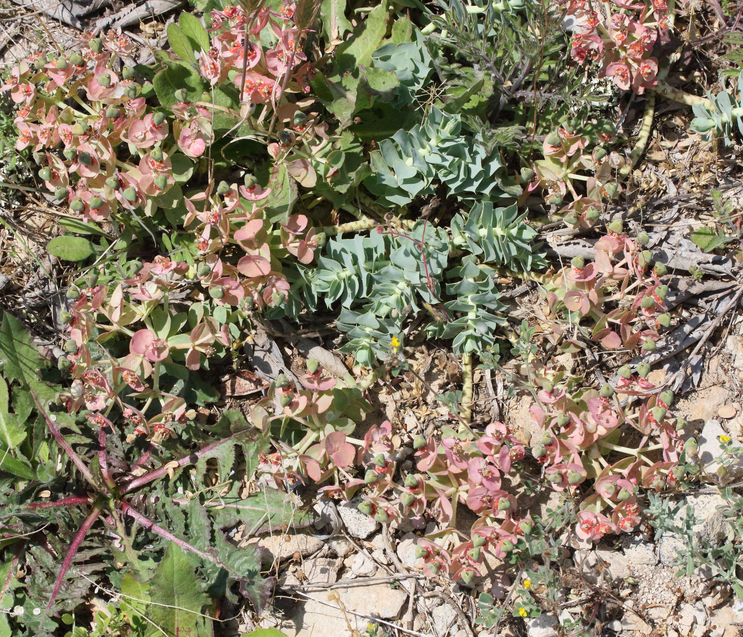 Afficher le média euphorbia_myrsinites1md euphorbia_myrsinites1md