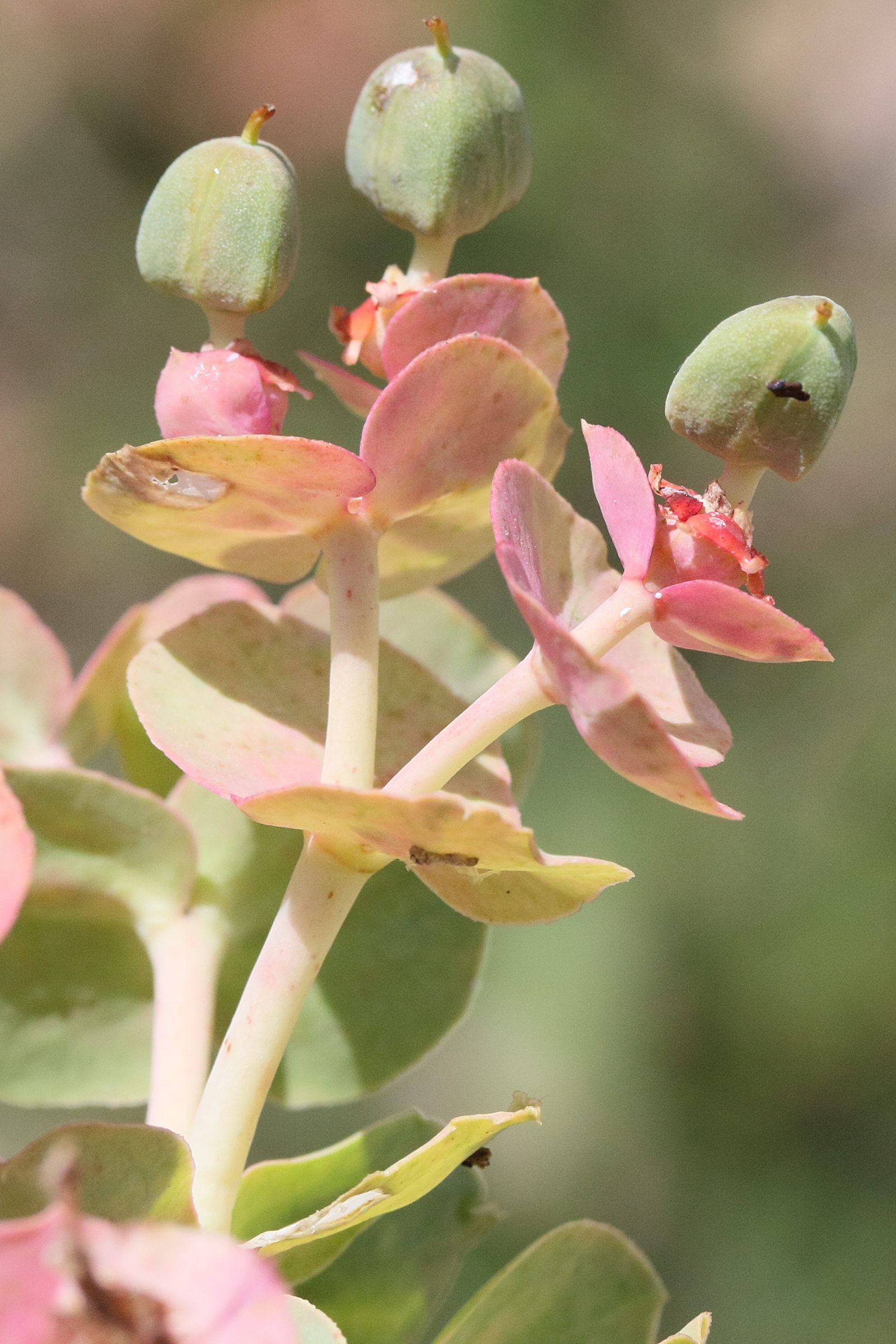 Afficher le média euphorbia_myrsinites3md euphorbia_myrsinites3md