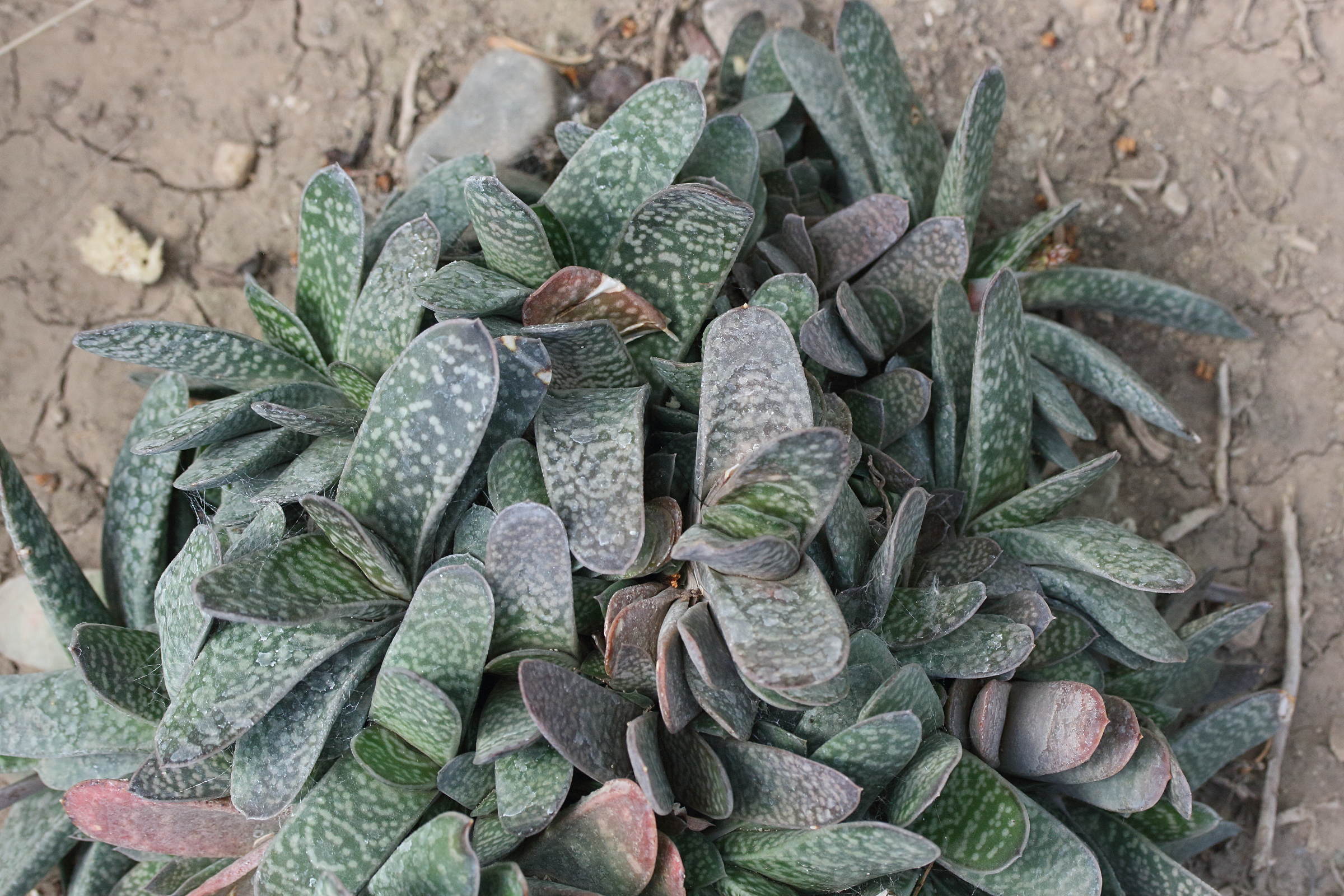 gasteria_obliqua1md