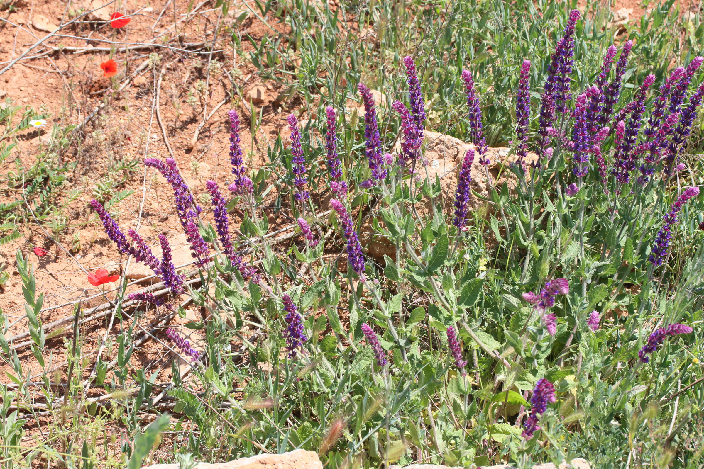 salvia_amplexicaulis1md