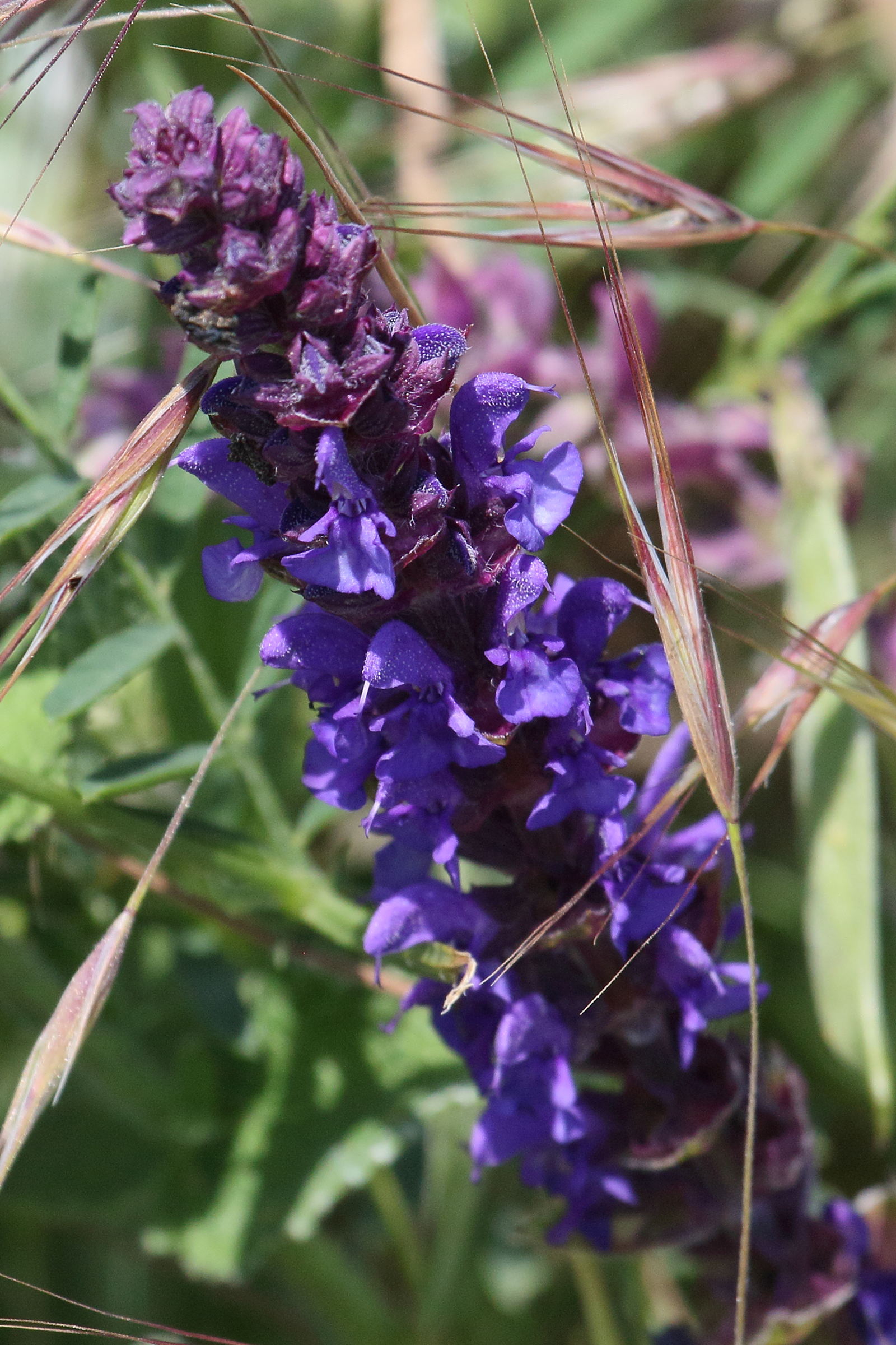 salvia_amplexicaulis2bd