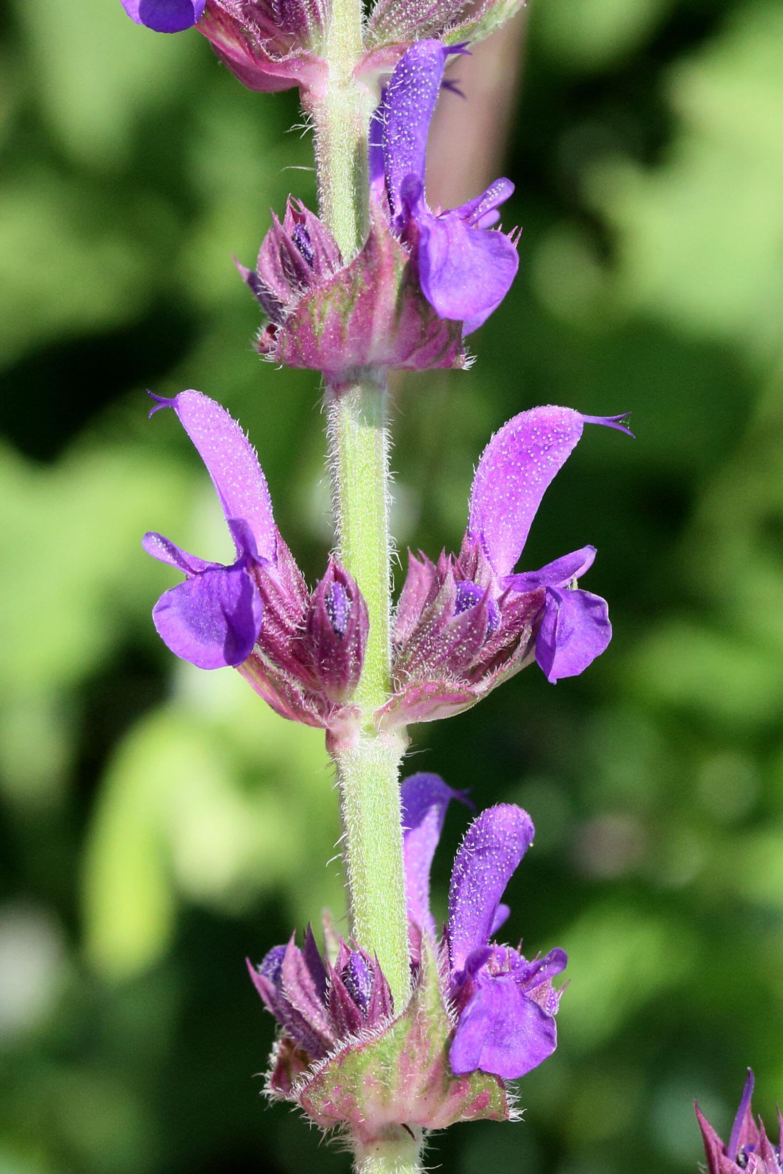 salvia_amplexicaulis3md