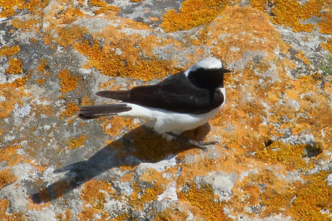 traquet_pie_-_oenanthe_pleschanka1bd