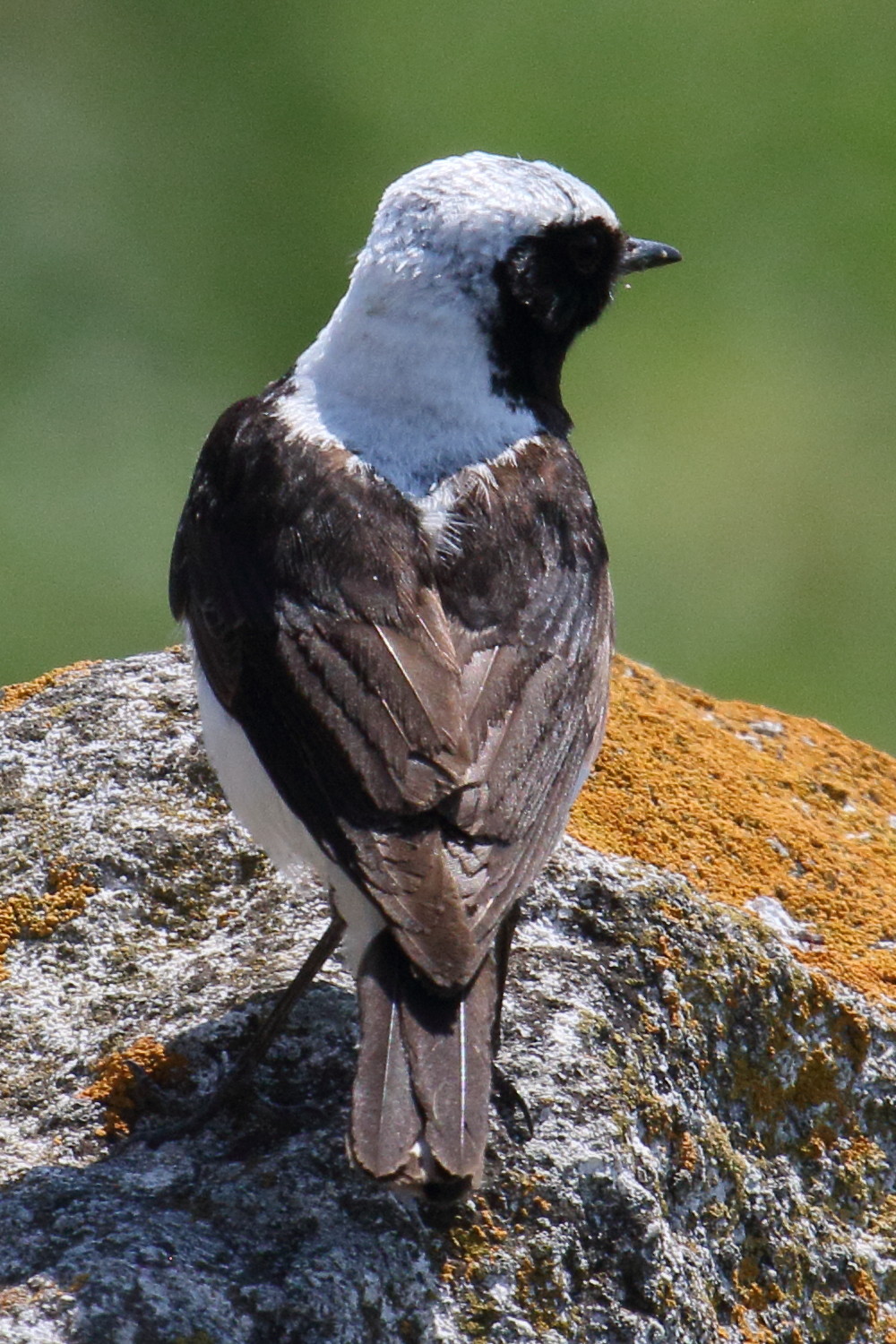 traquet_pie_-_oenanthe_pleschanka3bd