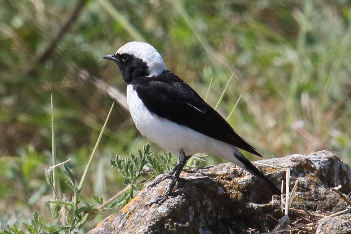 traquet_pie_-_oenanthe_pleschanka4bd