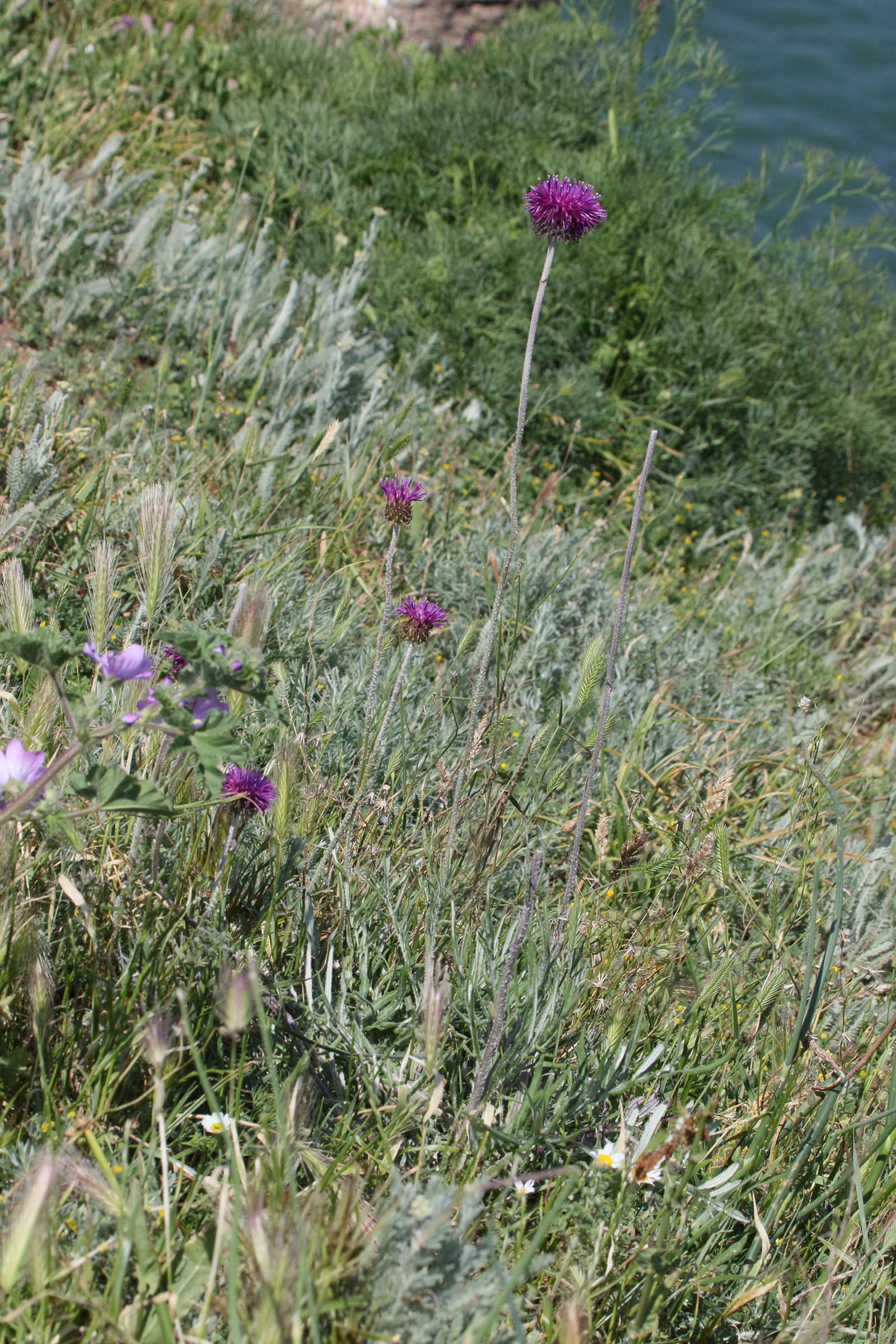 jurinea_consanguinea1bd