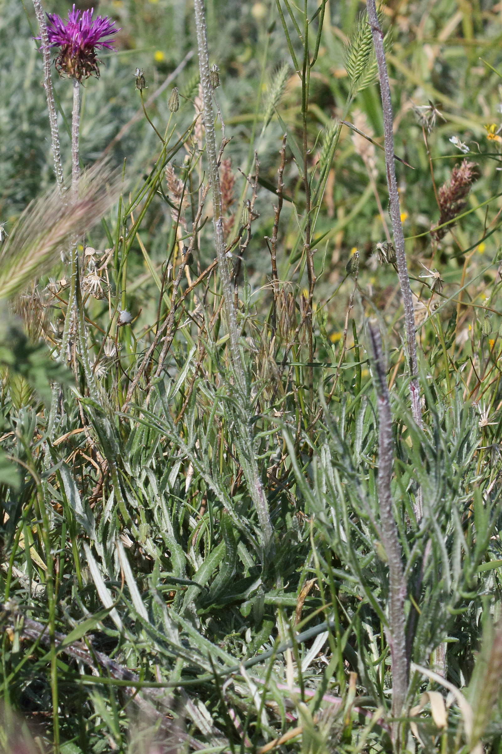 jurinea_consanguinea2bd