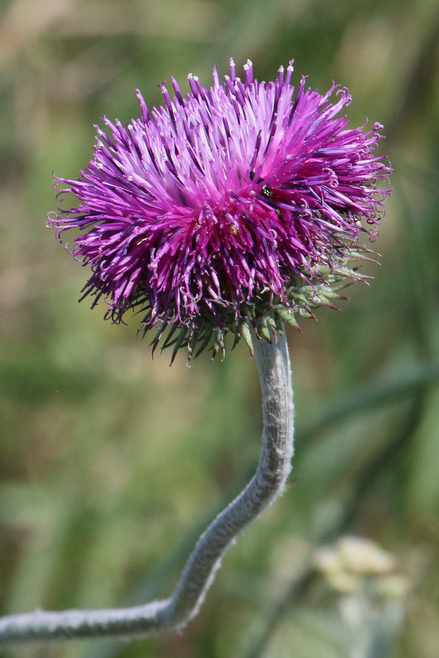 jurinea_consanguinea3bd