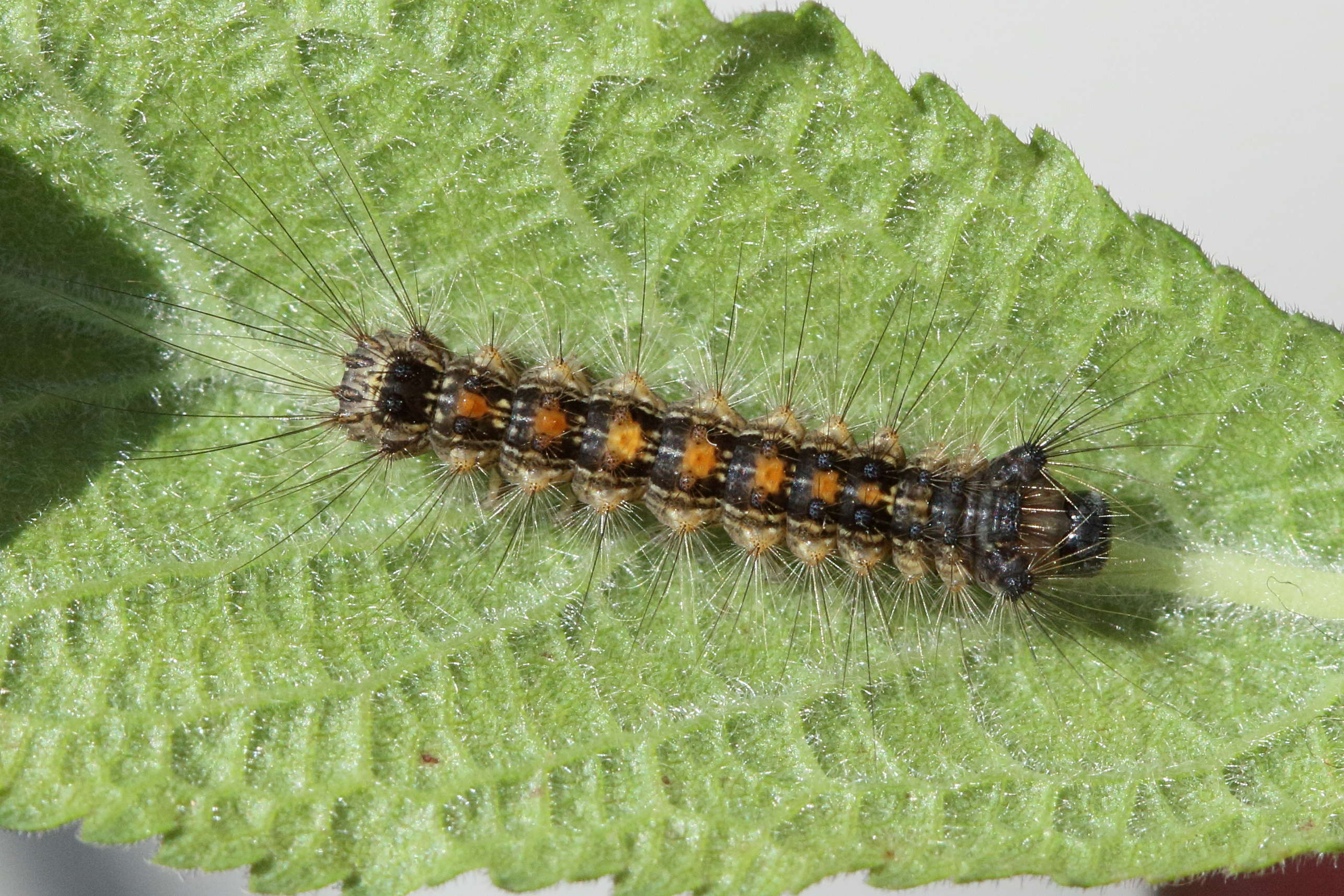 lymantria_dispar_ch7md