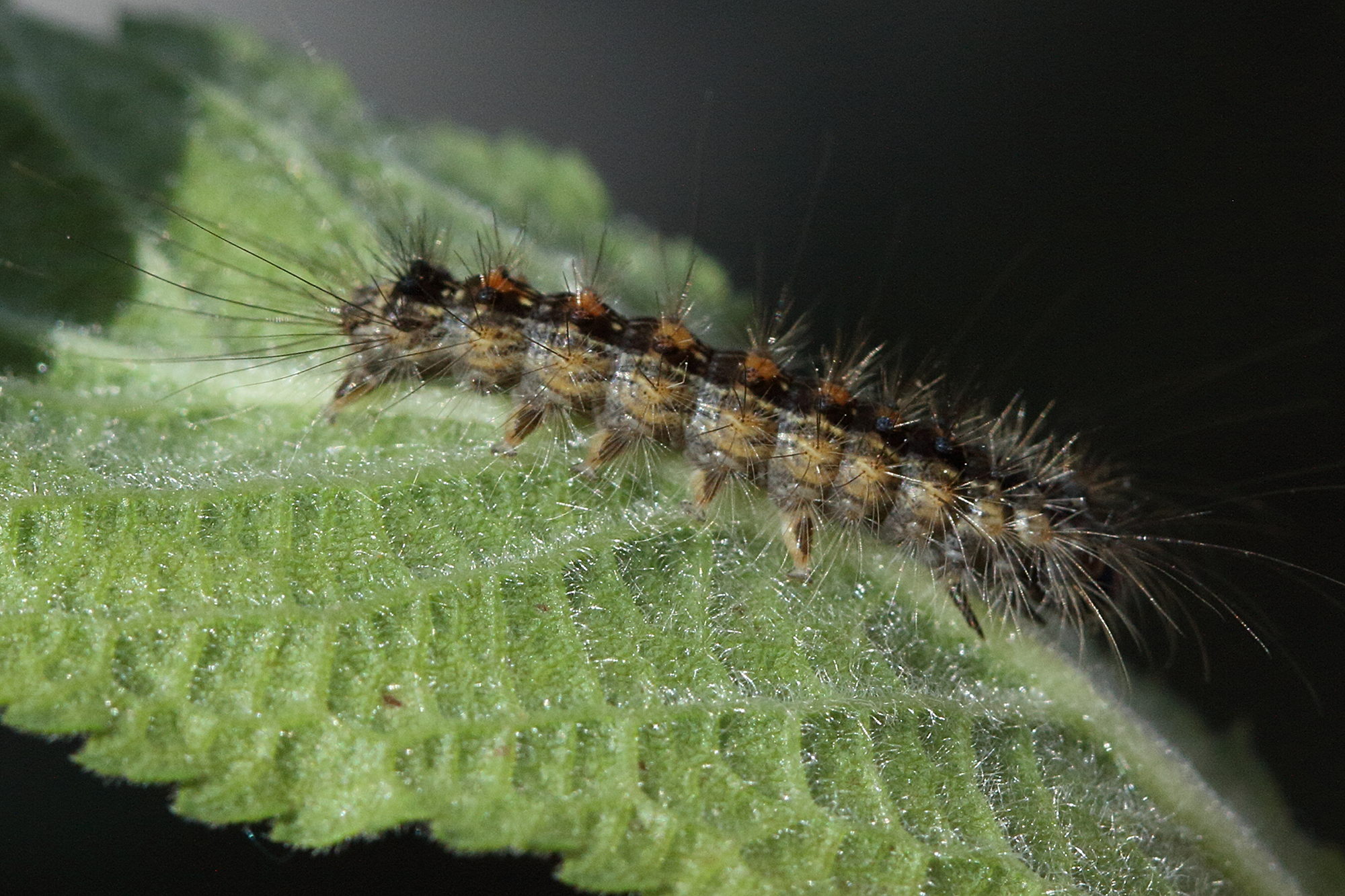 lymantria_dispar_ch8md