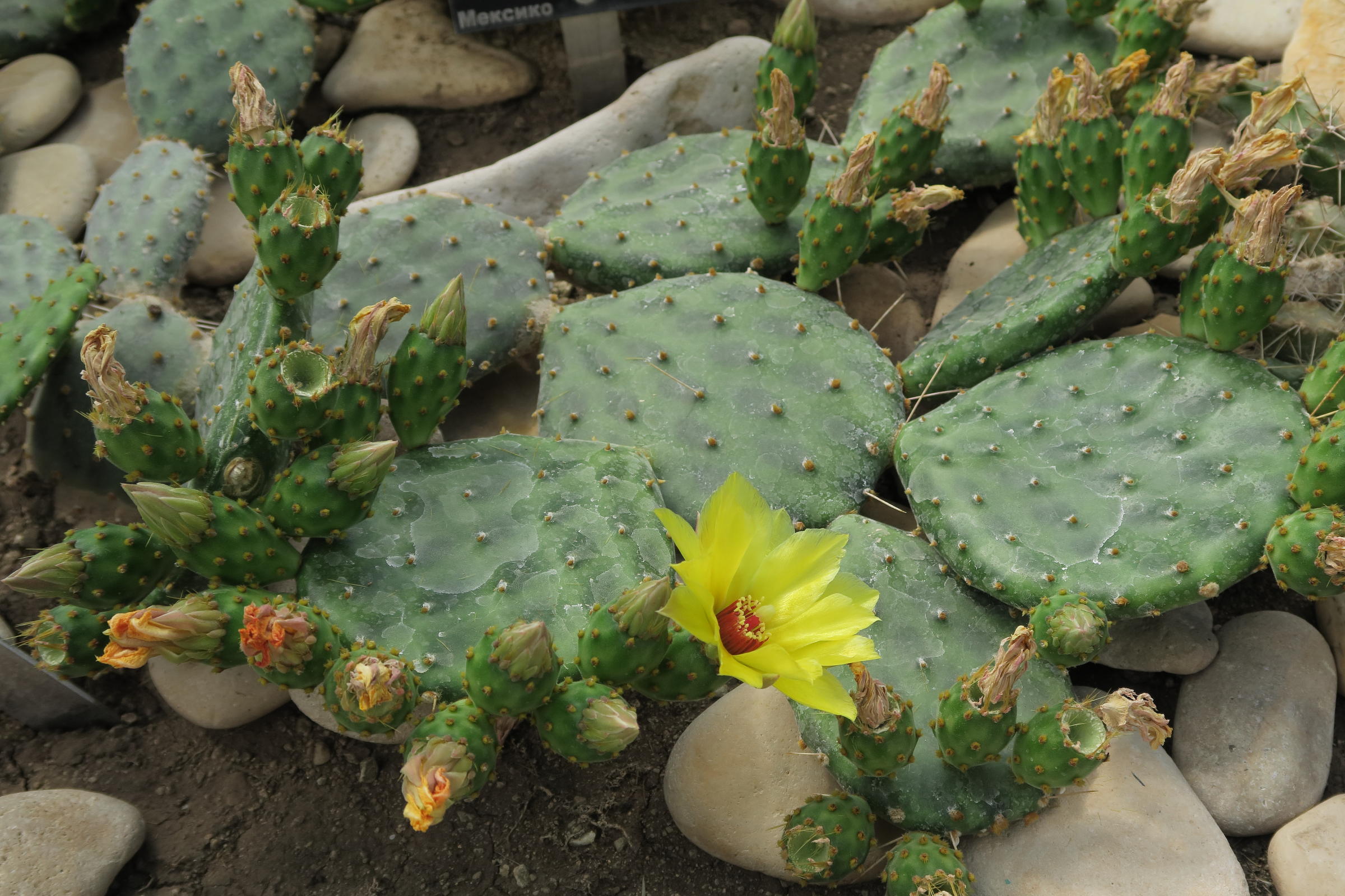 opuntia_decumbens1md