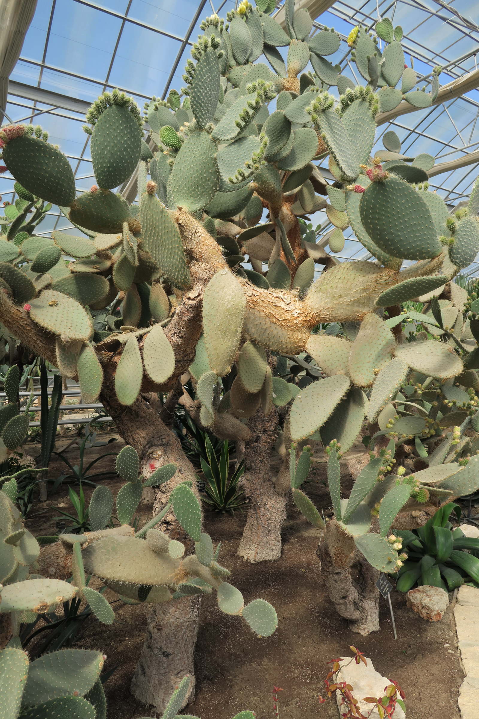 opuntia_hyptiacantha1md