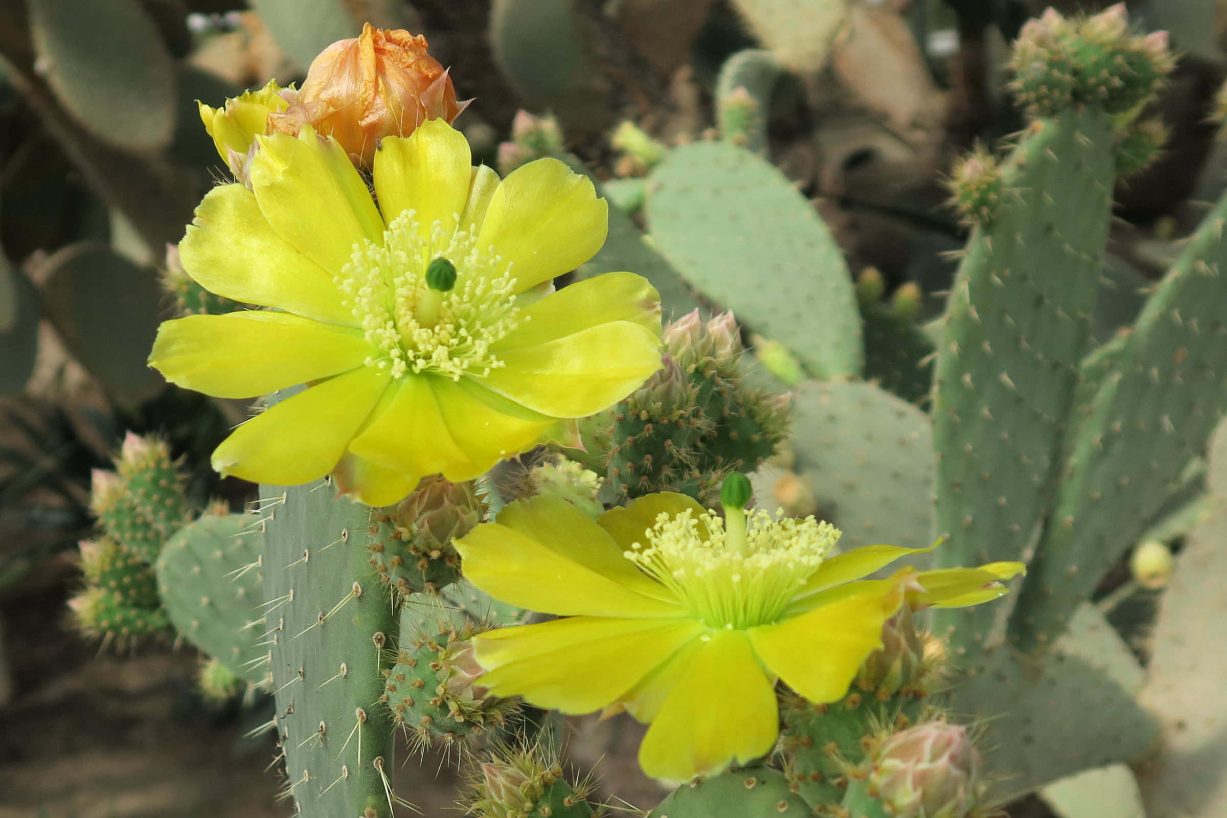 opuntia_hyptiacantha2md