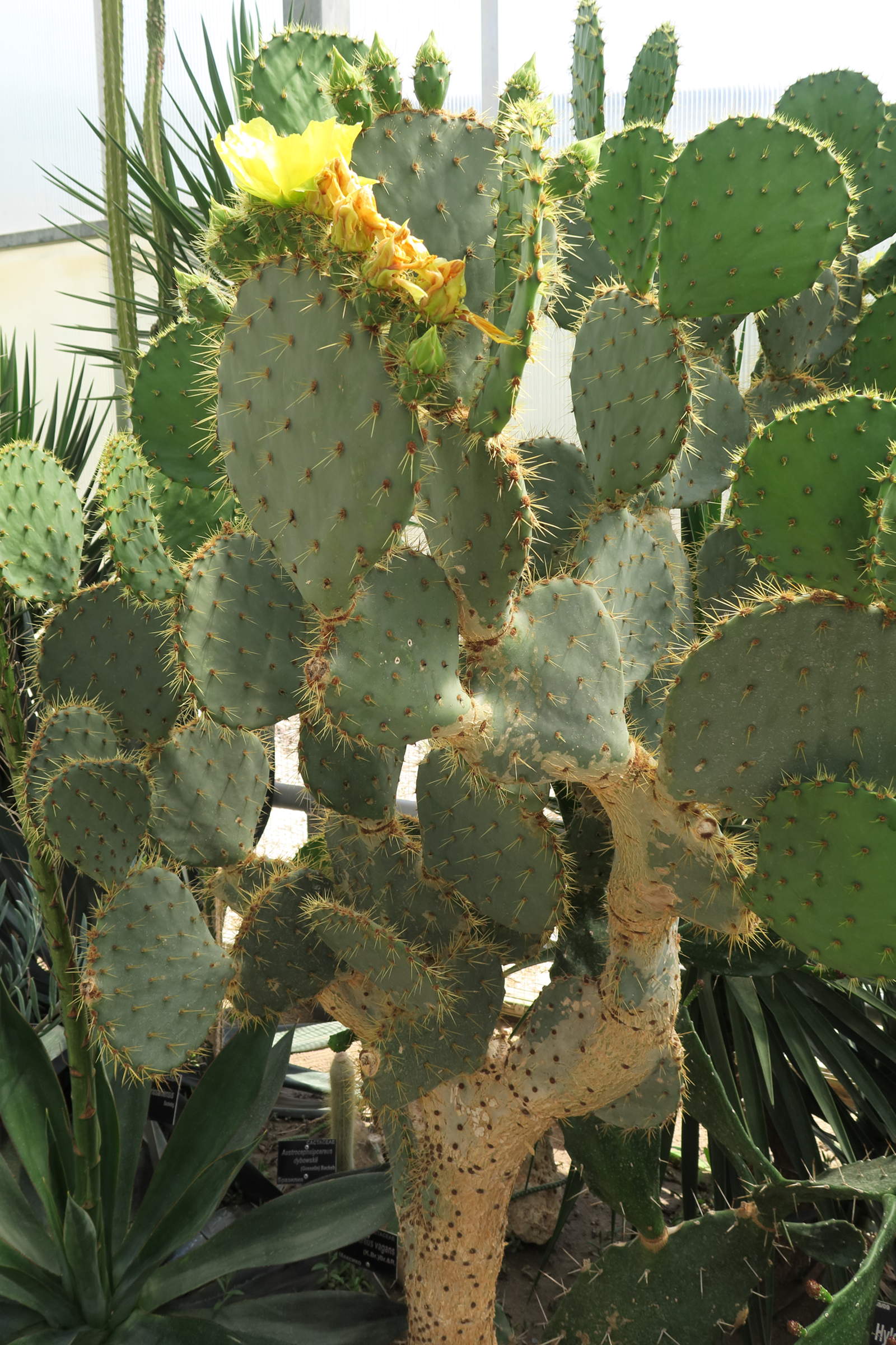 opuntia_orbiculata1md