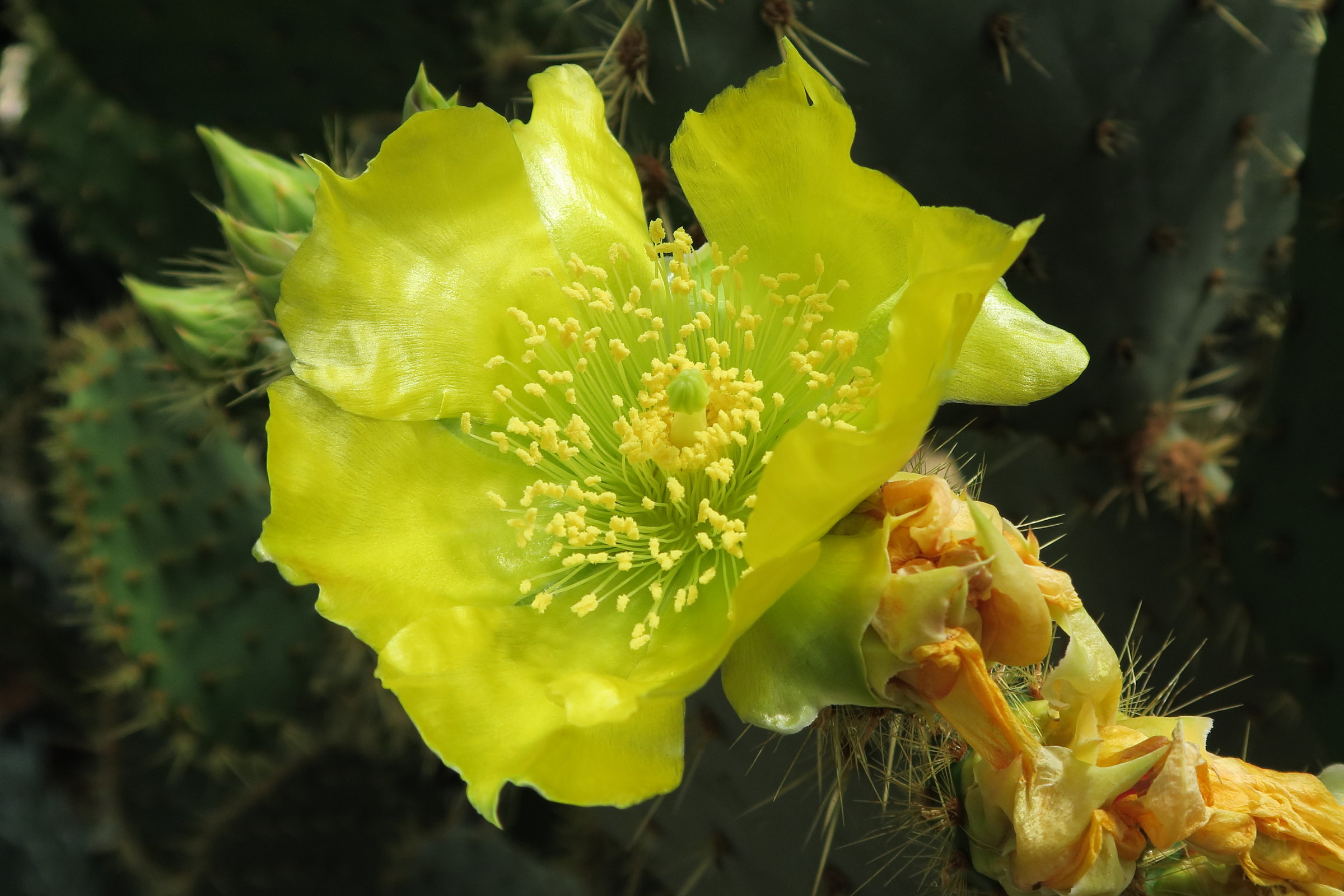 opuntia_orbiculata2md