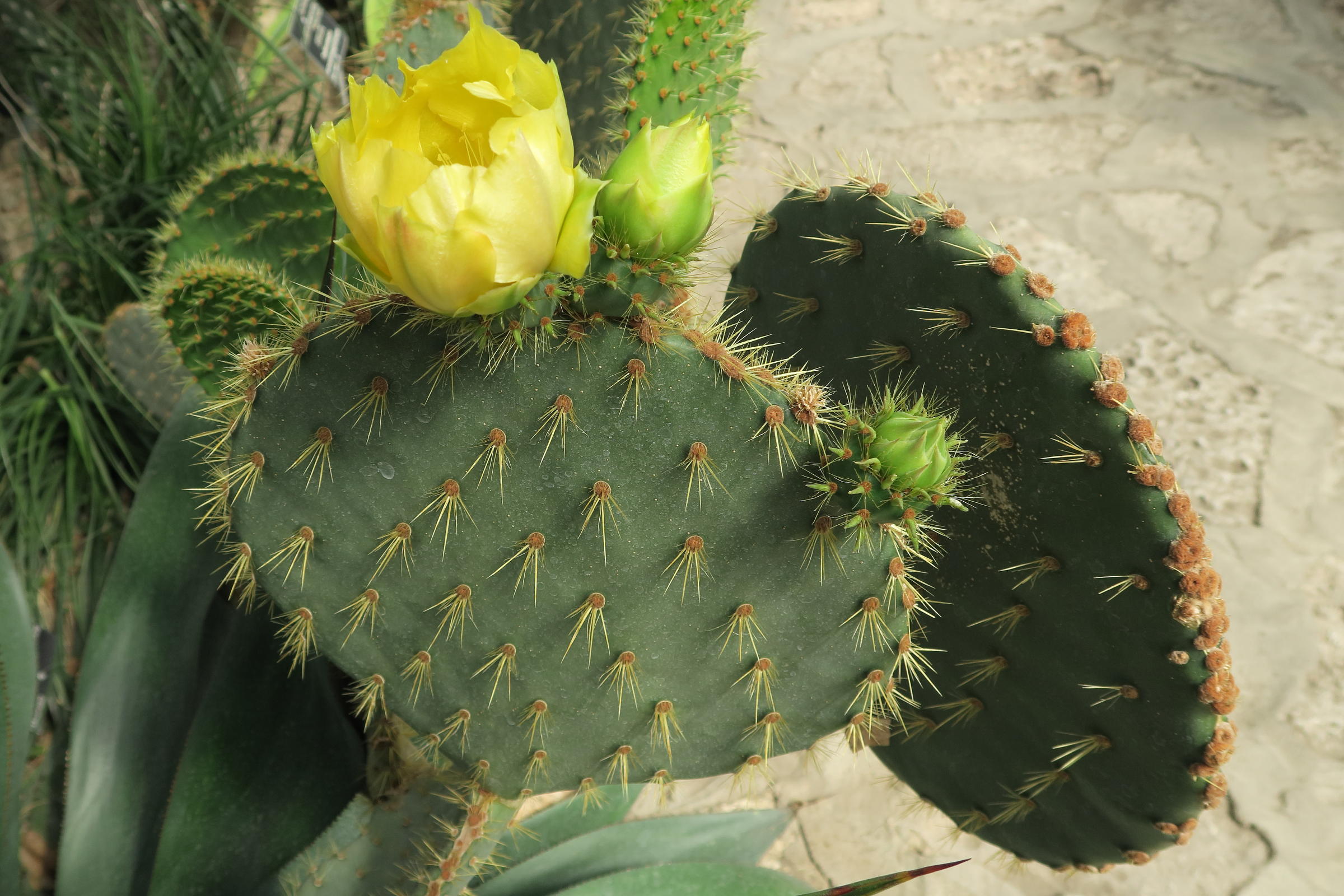 opuntia_robinsonii1md