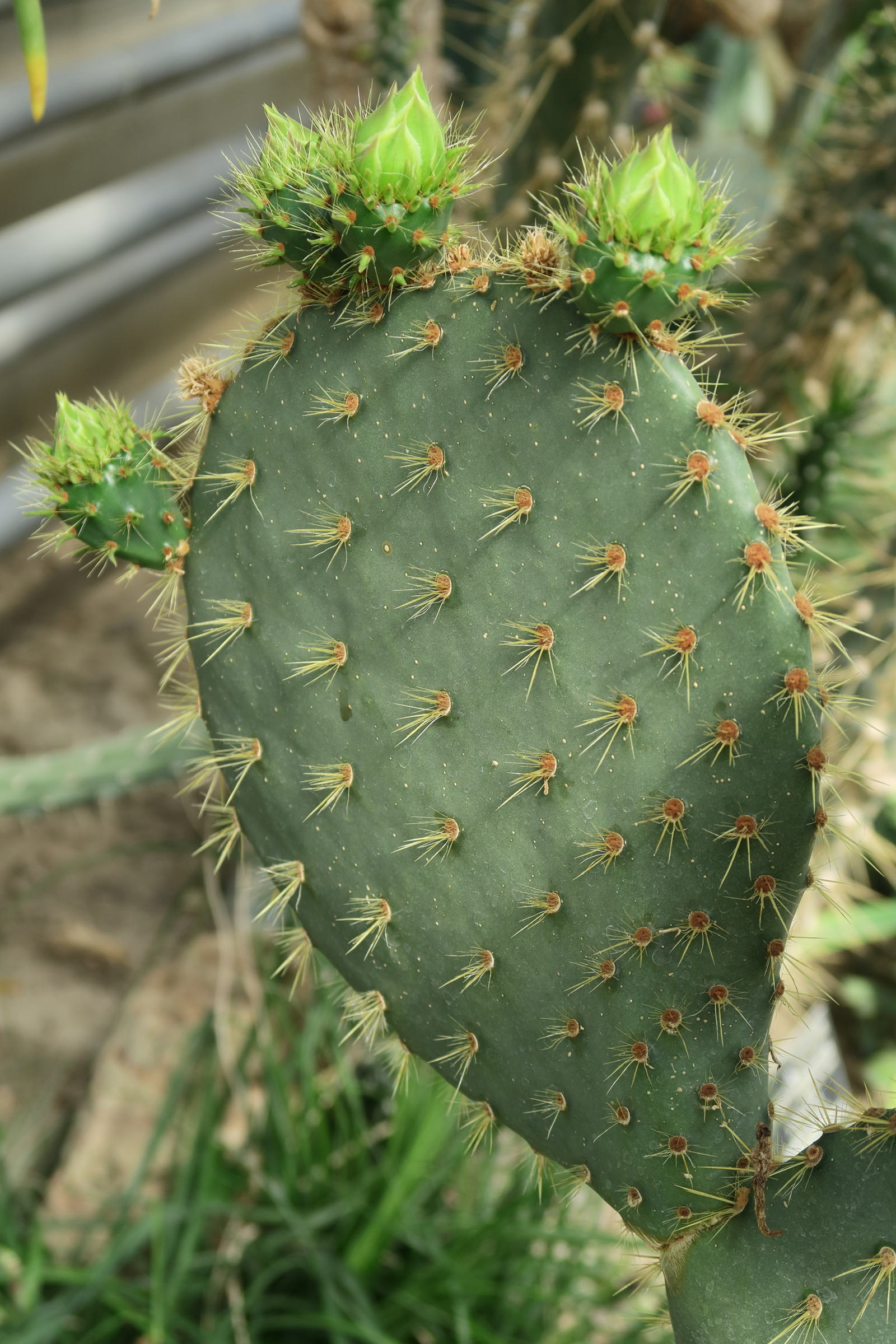 opuntia_robinsonii2md