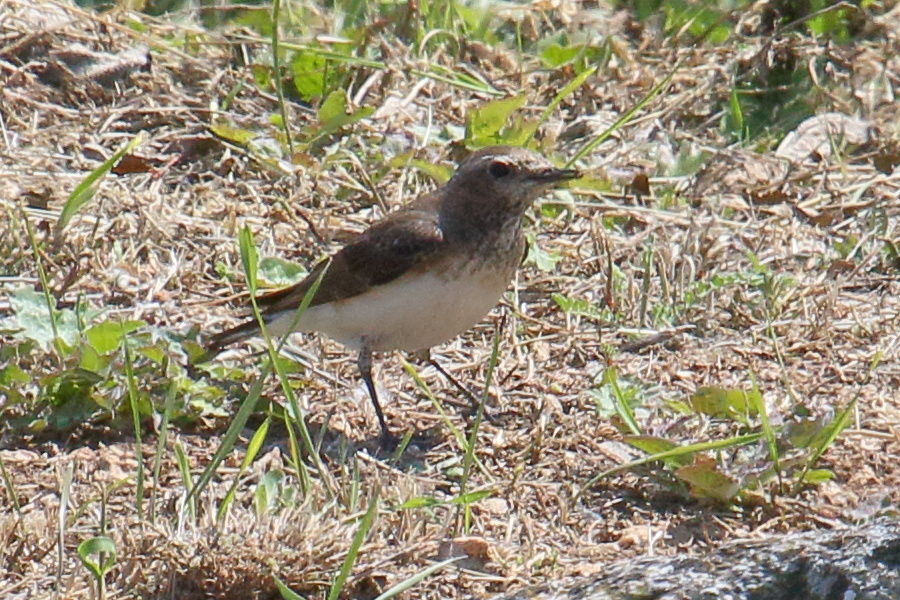 traquet_pie_-_oenanthe_pleschanka5bd