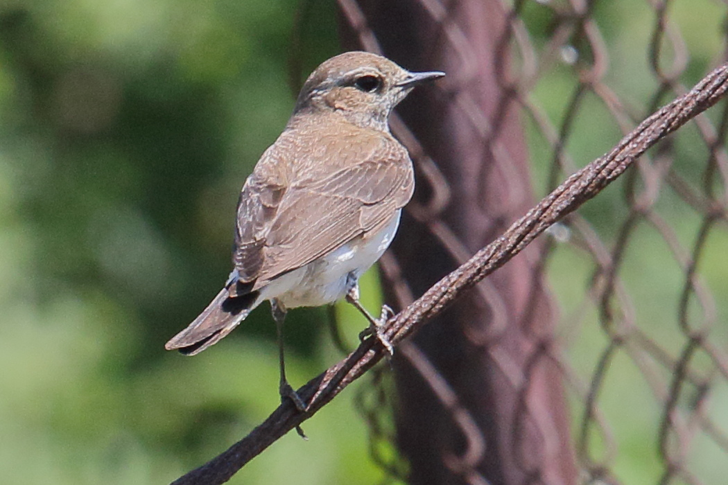 traquet_pie_-_oenanthe_pleschanka6bd