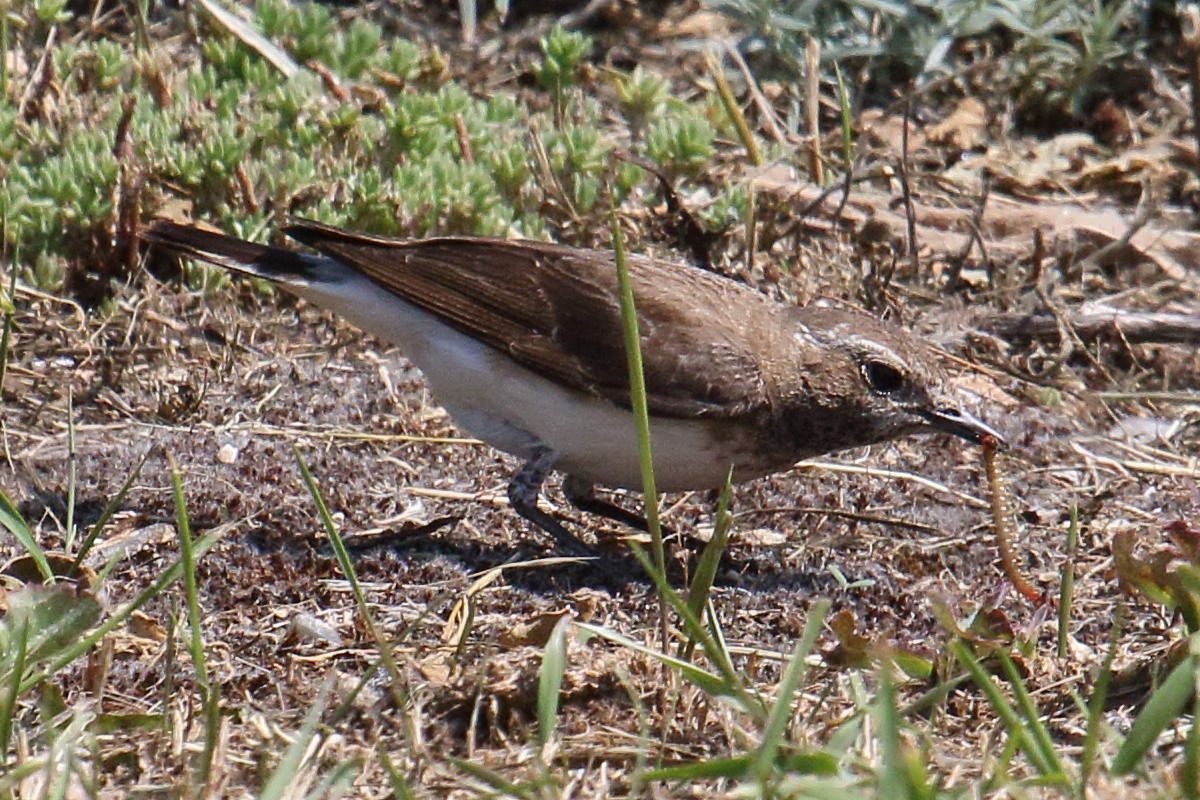 traquet_pie_-_oenanthe_pleschanka7bd