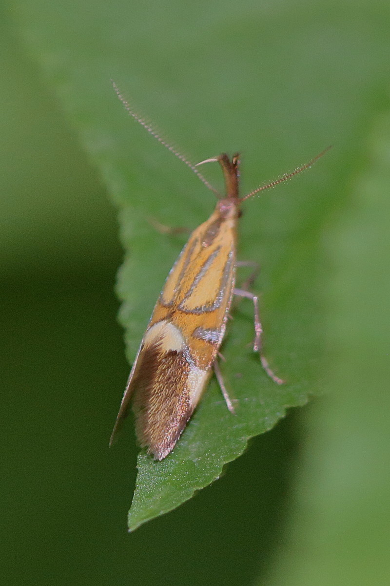 alabonia_geoffrella4md