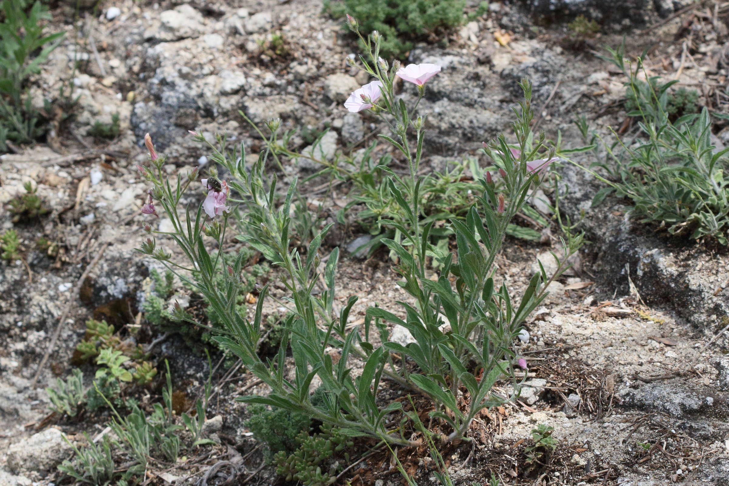 Afficher le média convolvulus_cantabrica5md convolvulus_cantabrica5md