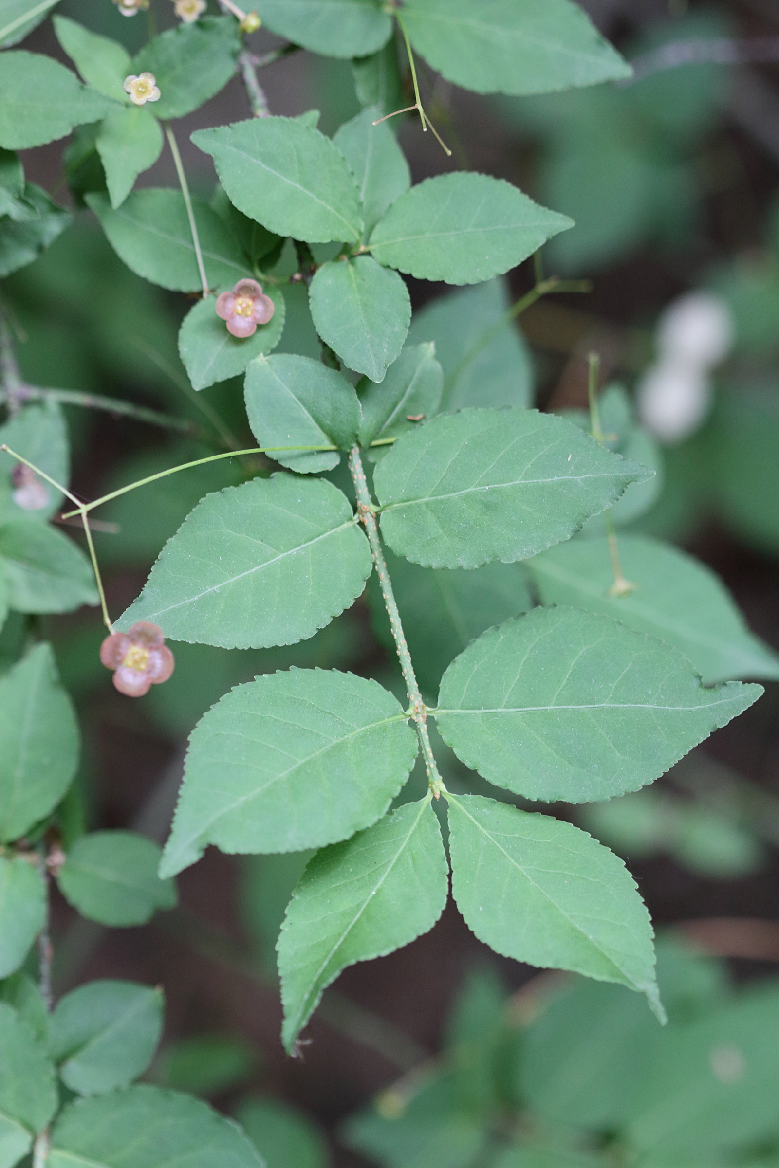euonymus_latifolius3md