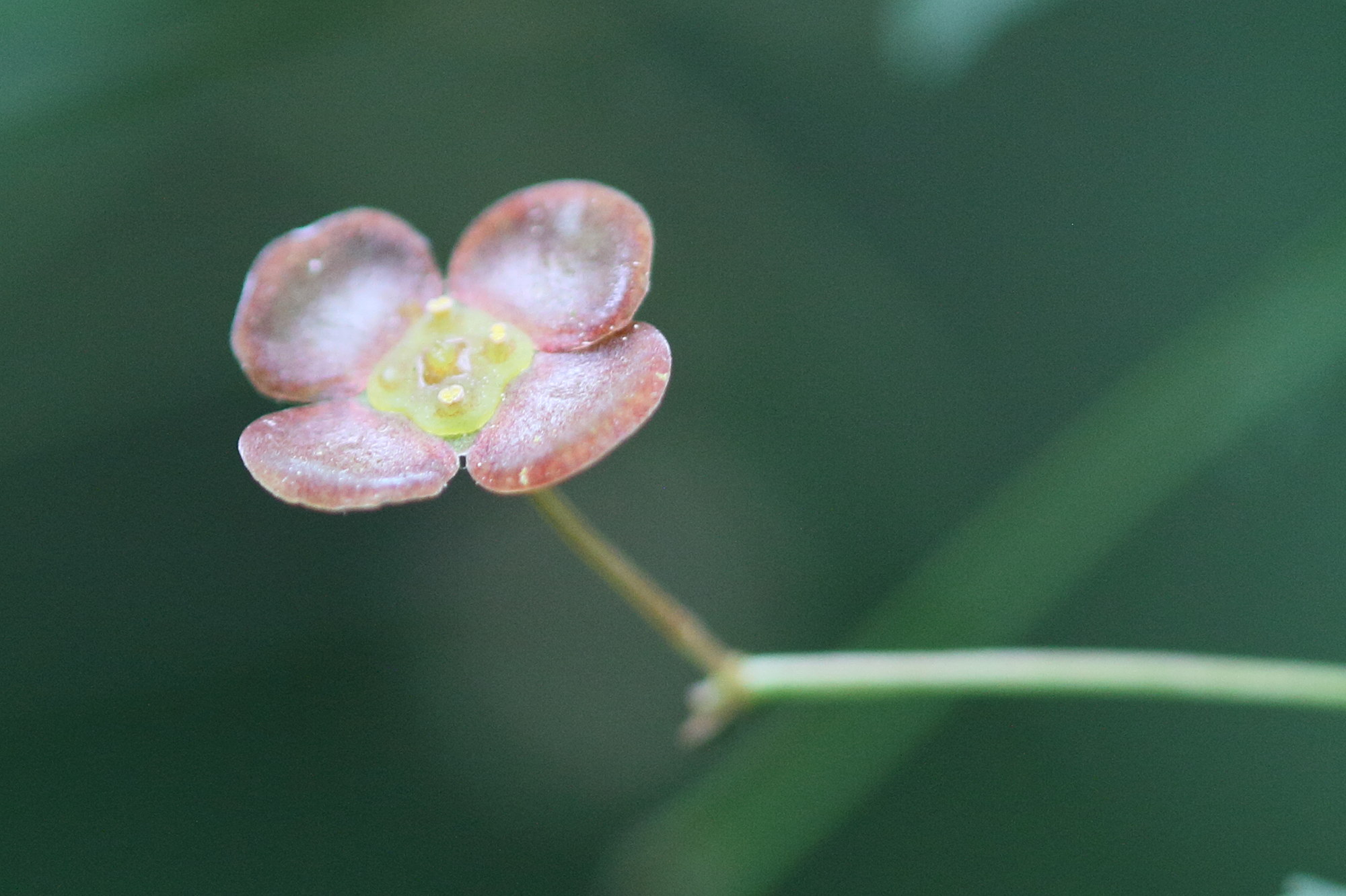 euonymus_latifolius4md