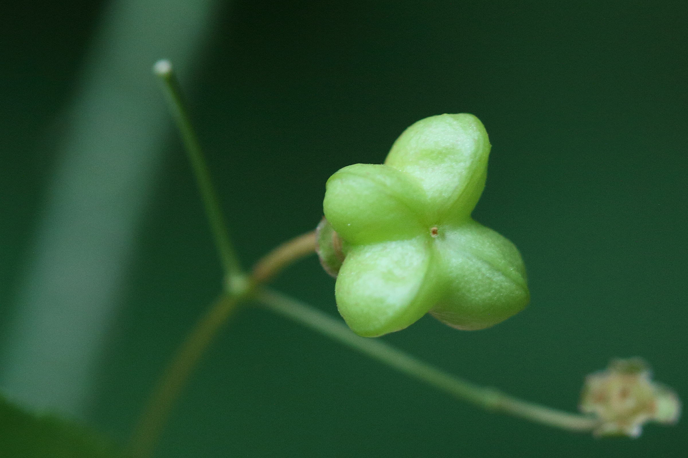 euonymus_latifolius5md