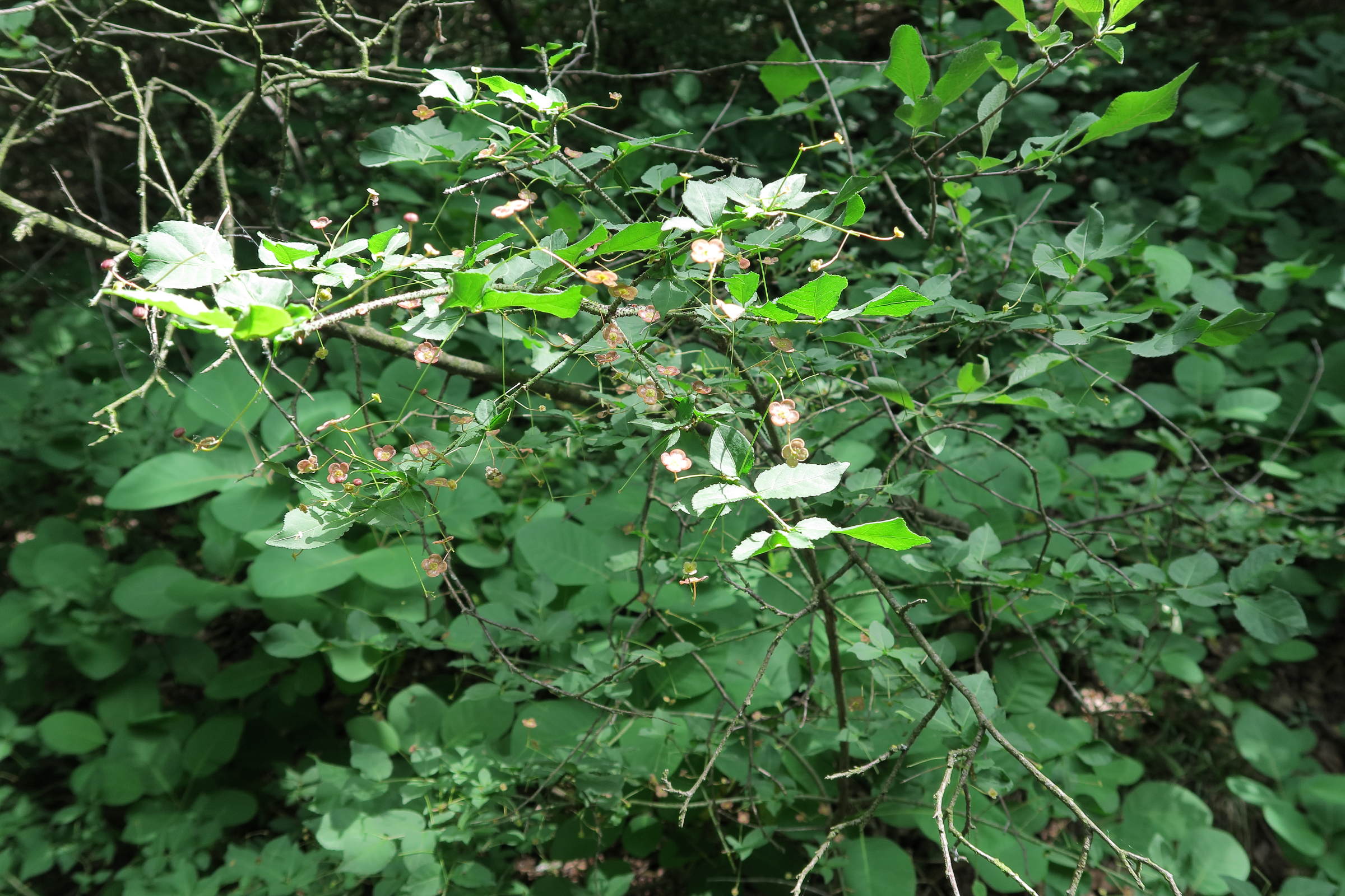 euonymus_latifolius6md