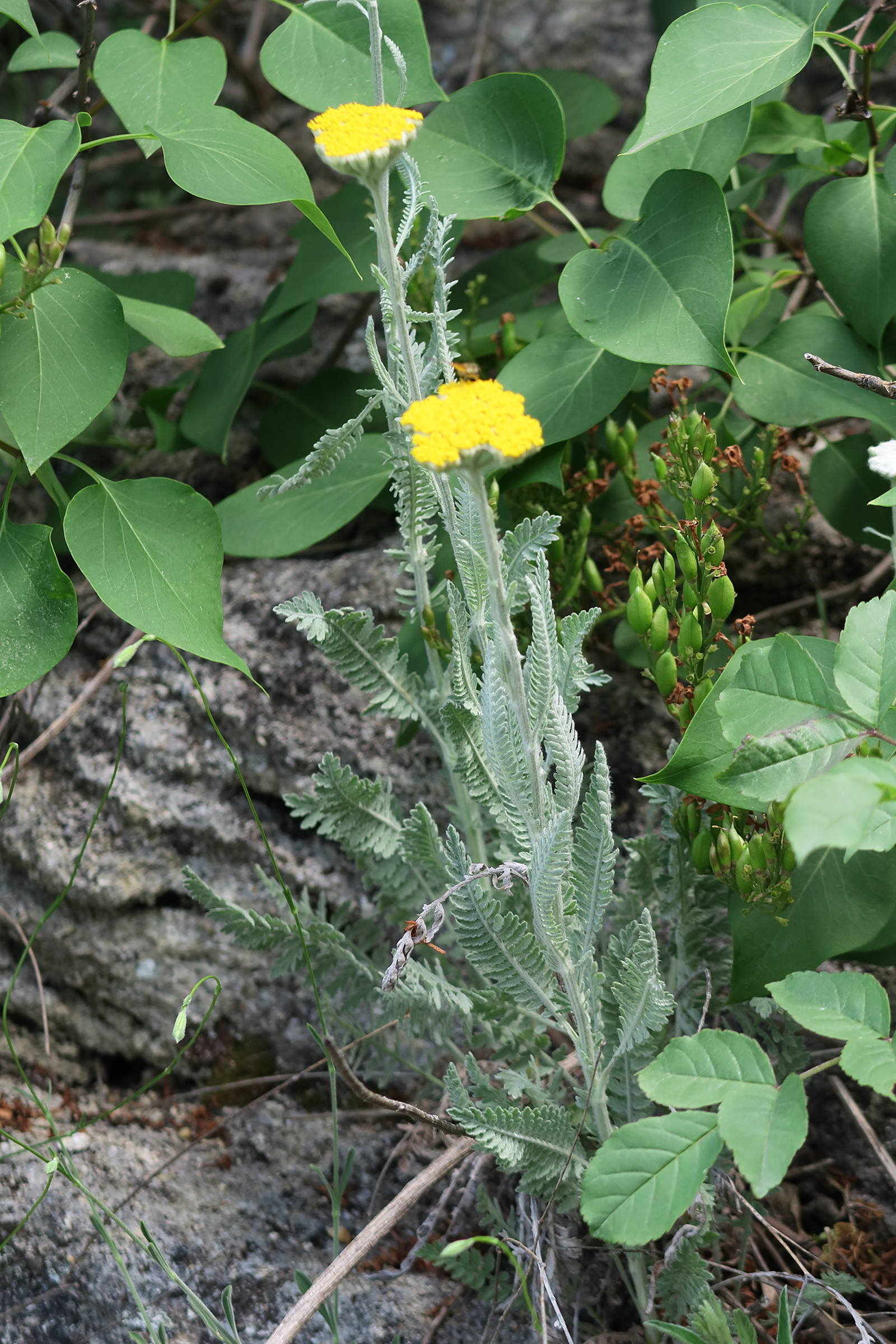 achillea_clypeolata1md
