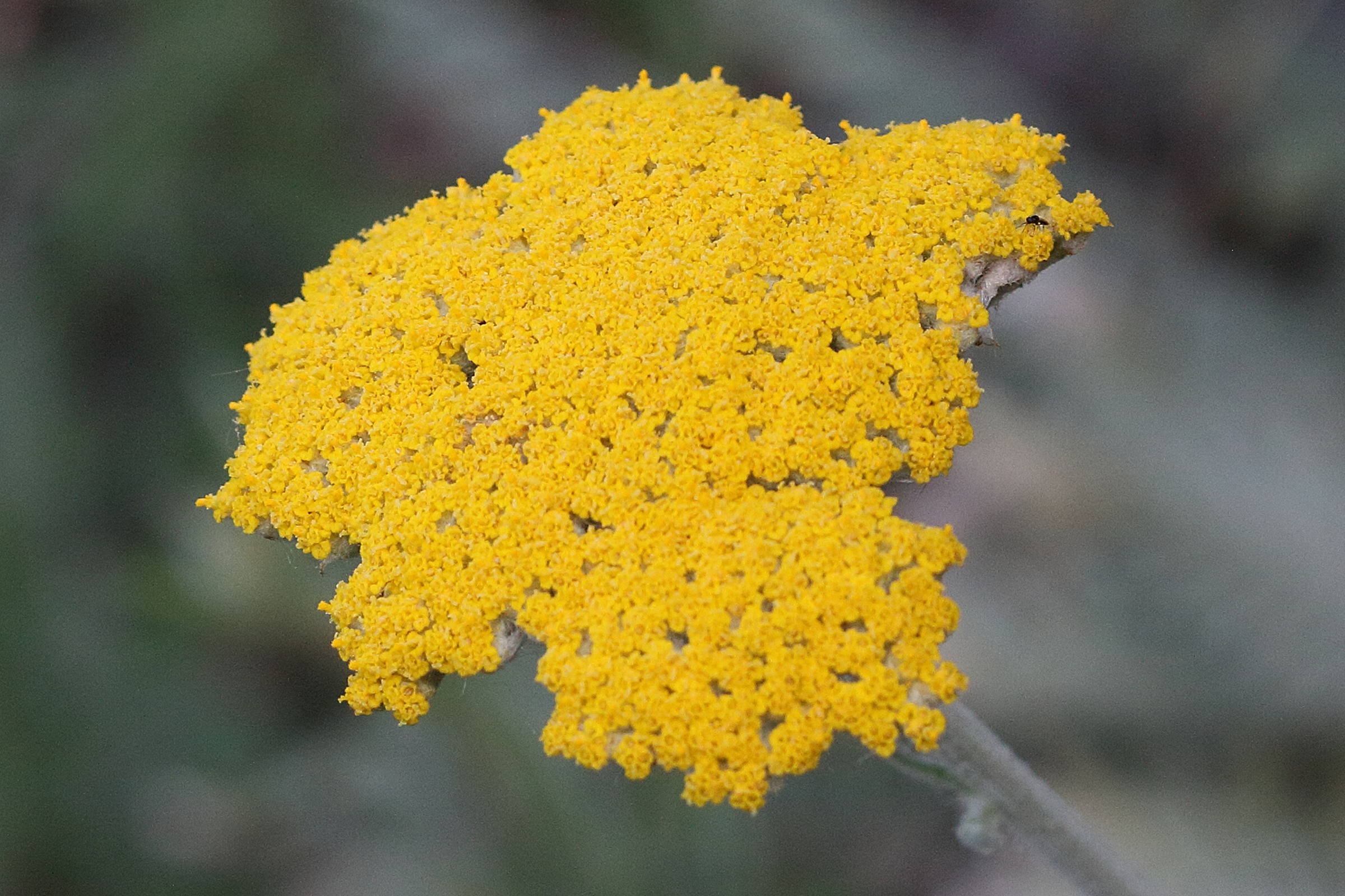 achillea_clypeolata2md