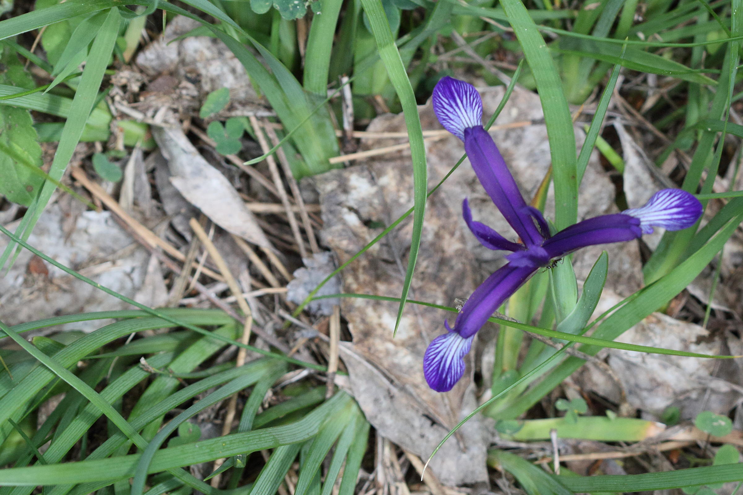 Afficher le média iris_graminea1md iris_graminea1md