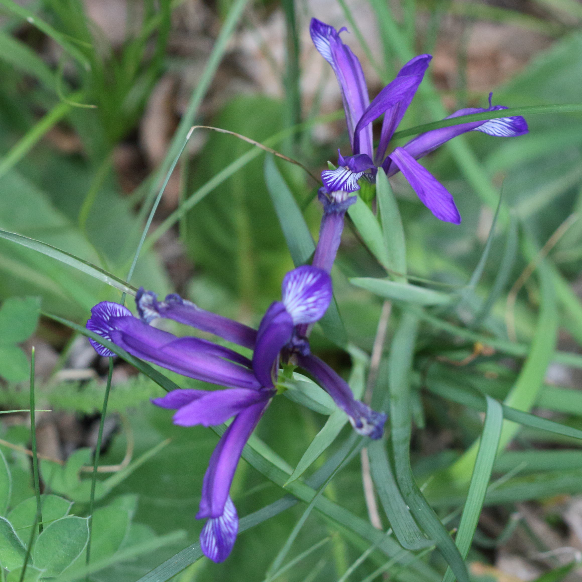 Afficher le média iris_graminea2md iris_graminea2md