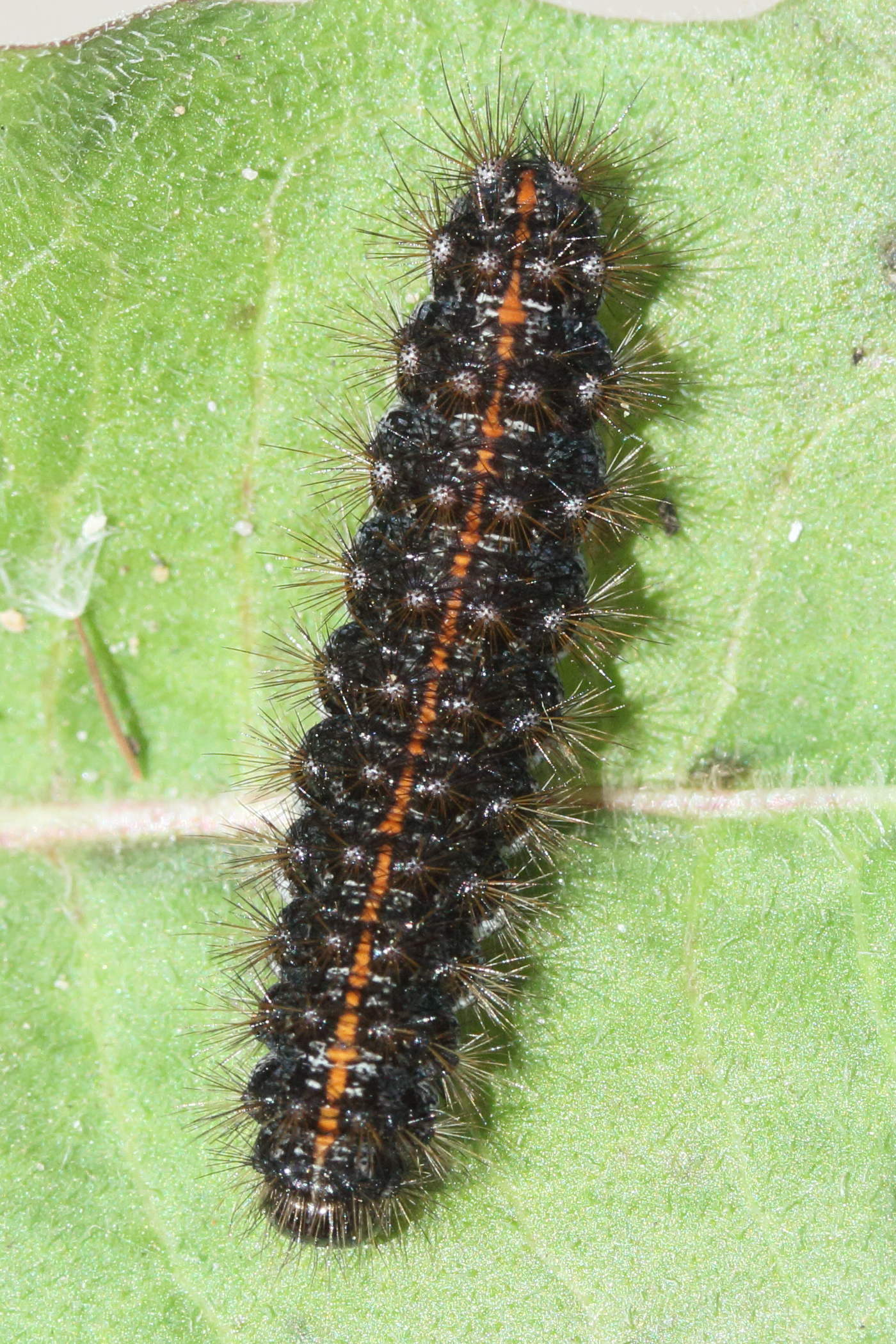 spilosoma_lubricipeda_ch1md