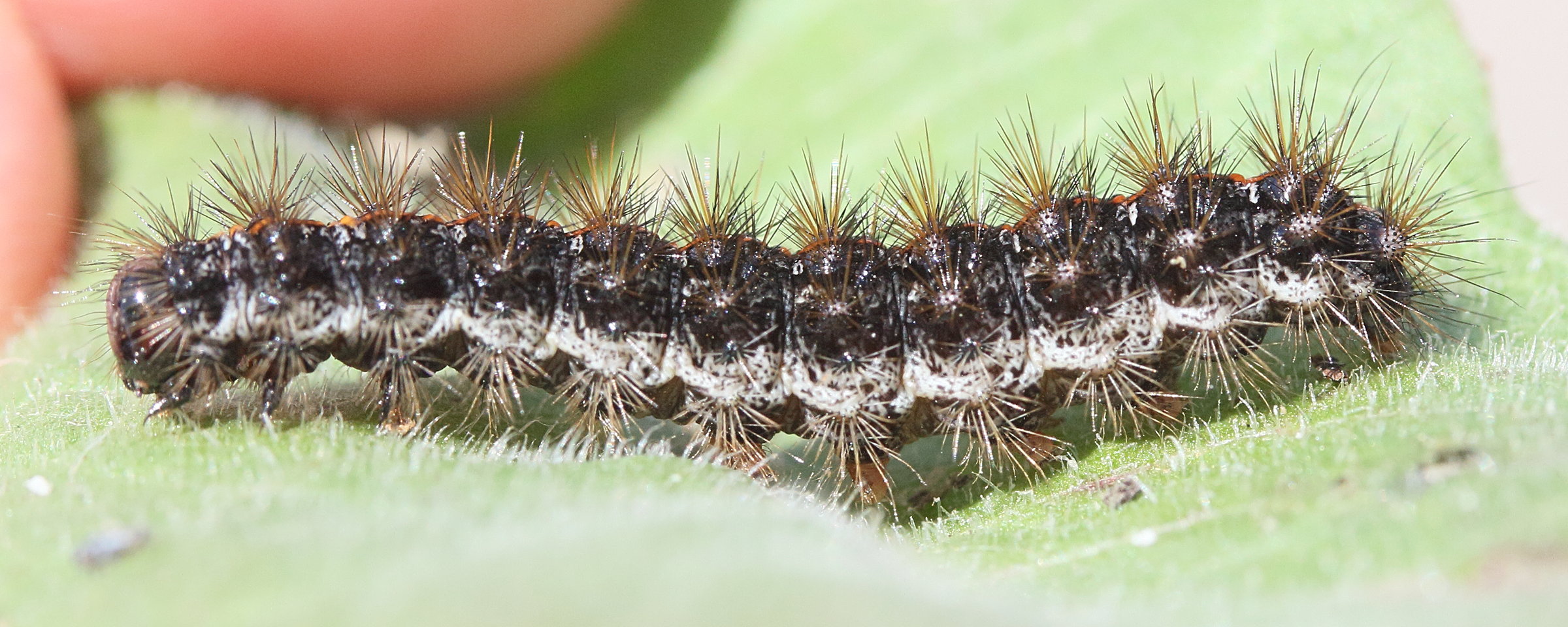spilosoma_lubricipeda_ch2md