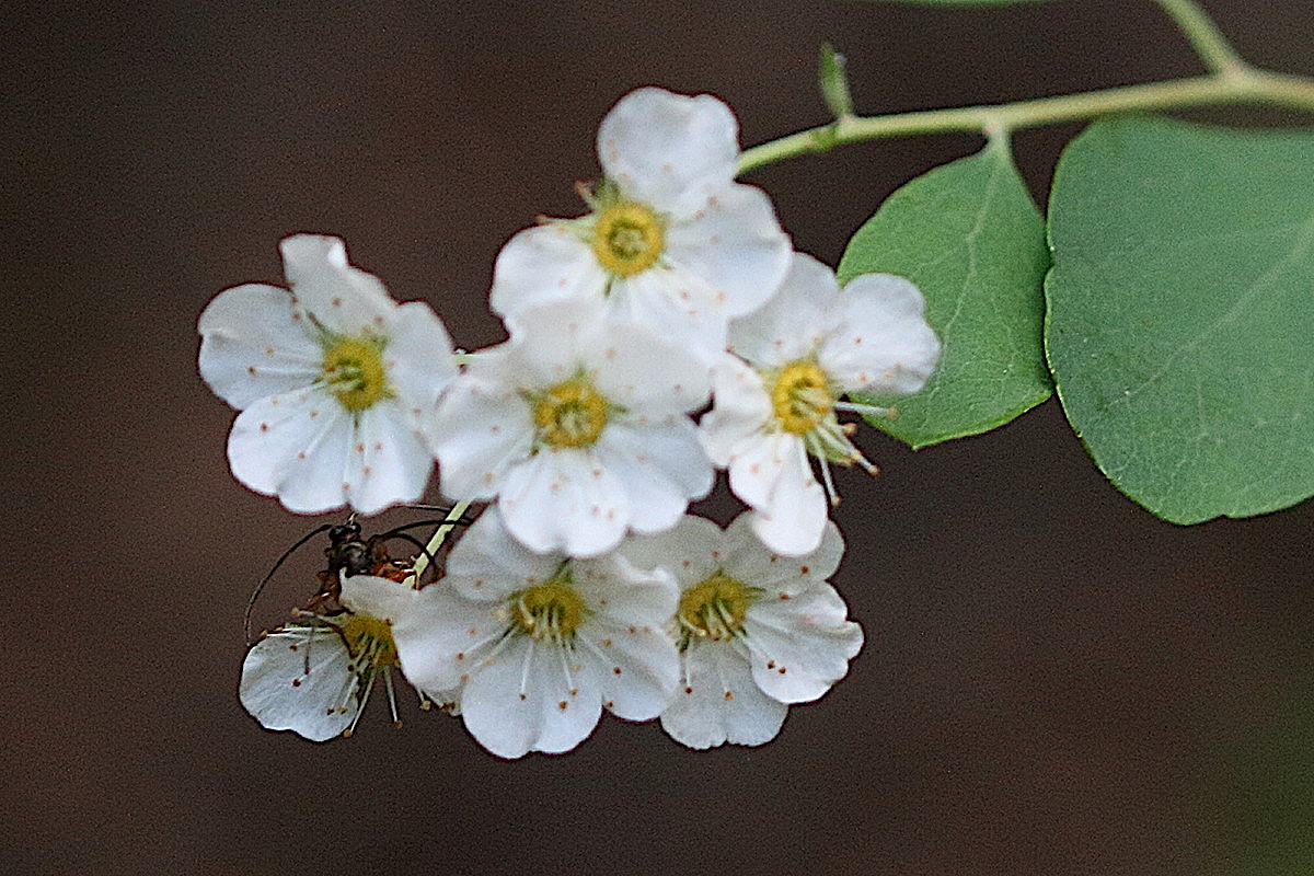 spiraea_crenata2md