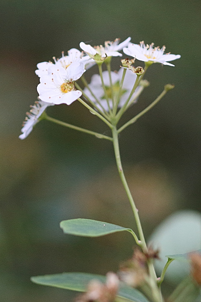 spiraea_crenata3md