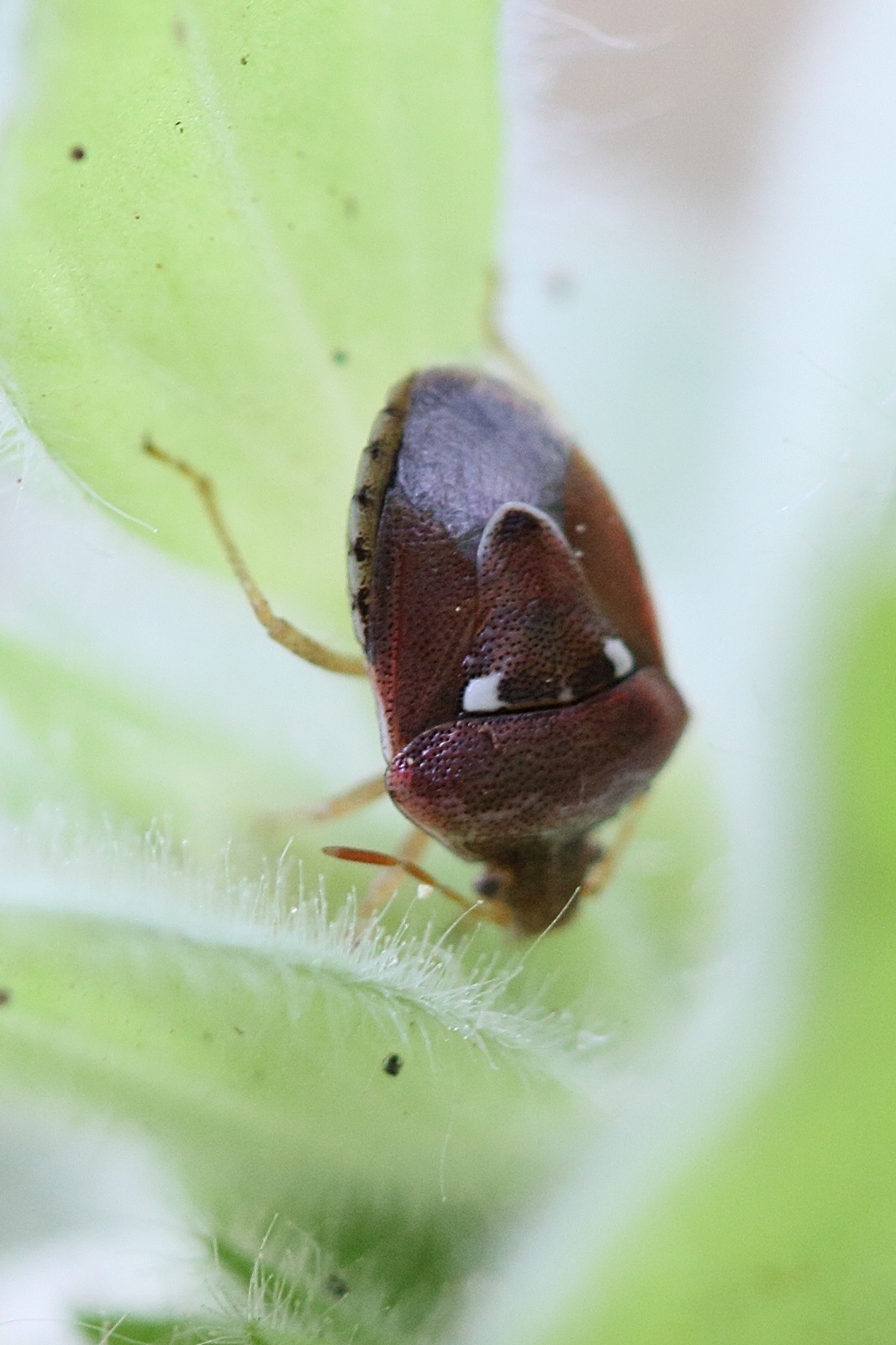 stagonomus_bipunctatus1md