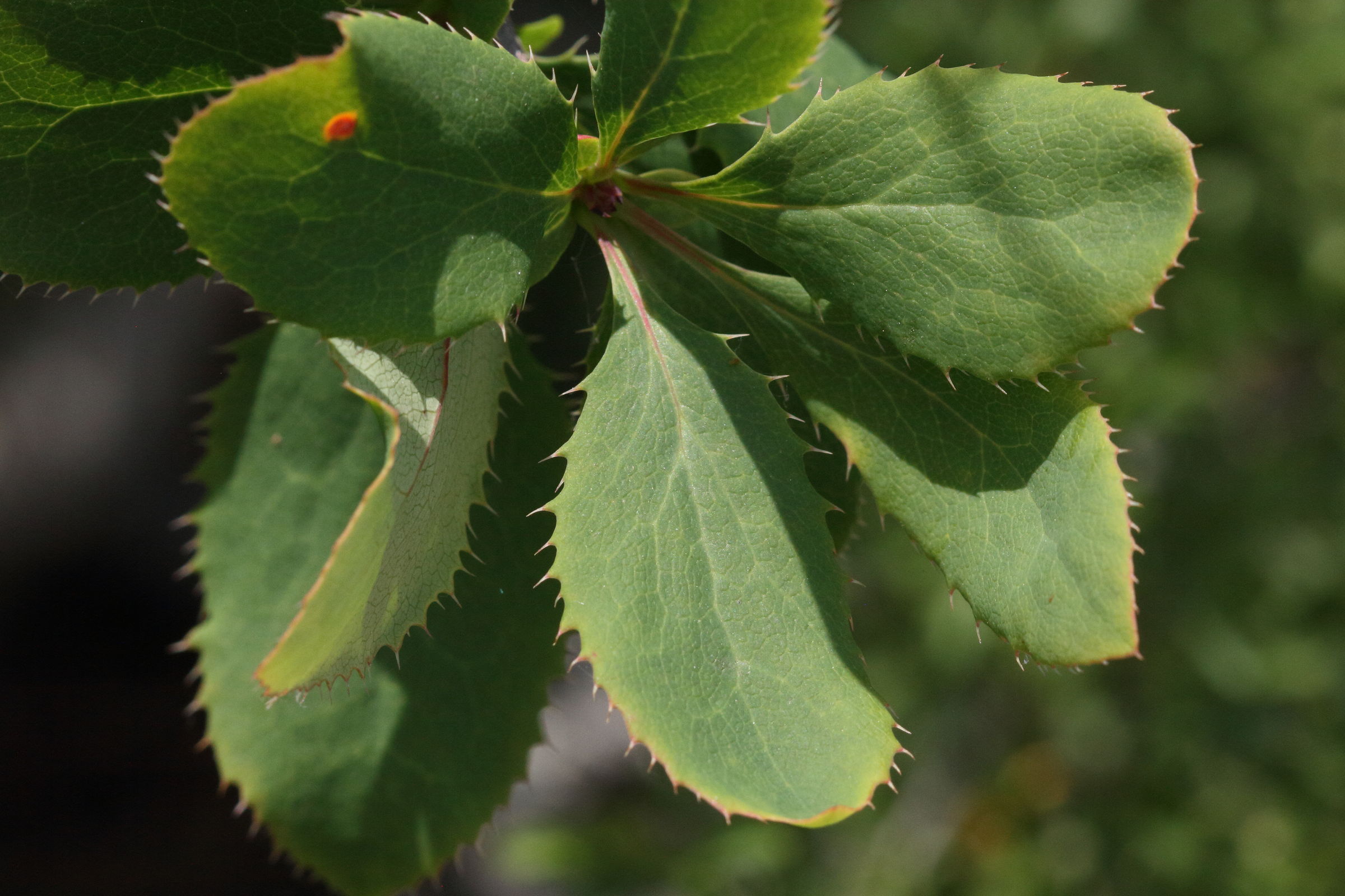berberis_vulgaris8md