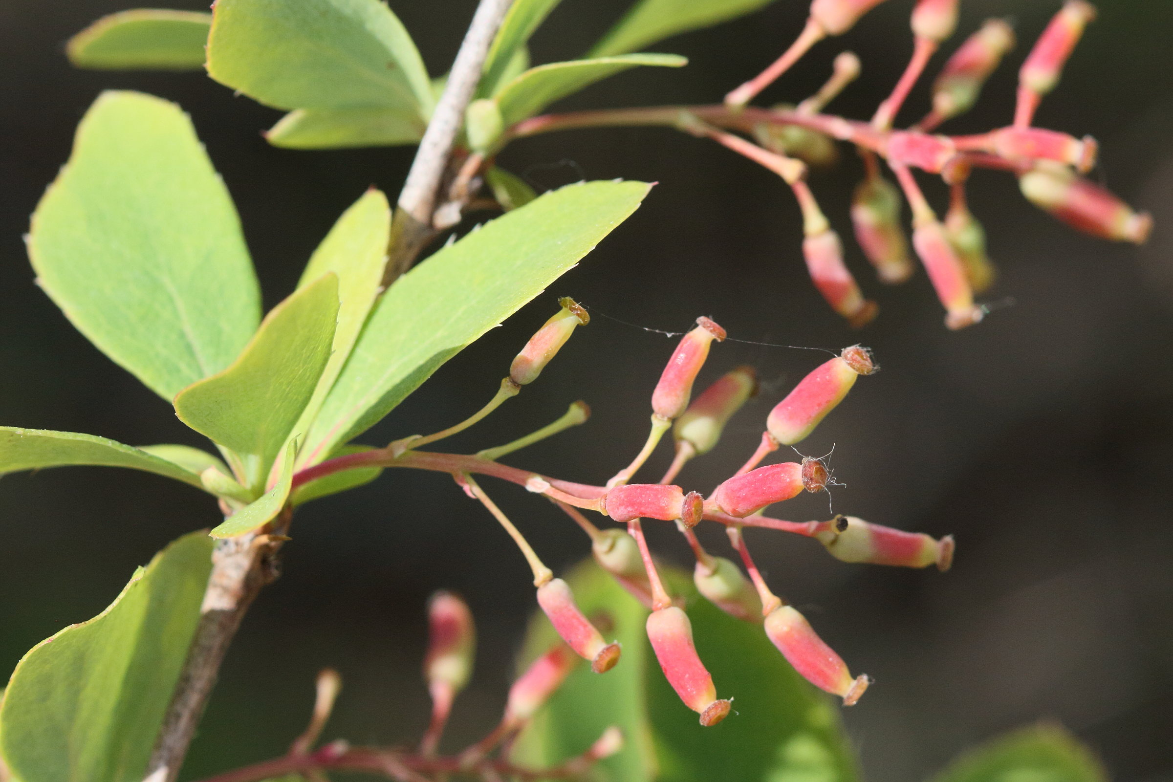 berberis_vulgaris9md